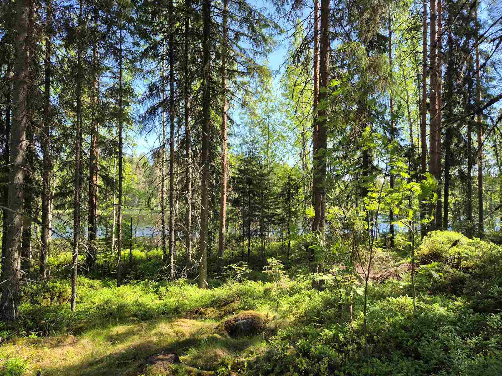 Kuusivaltaiseen metsään paistaa aurinko, maassa on isoja kiviä sammalten alla.