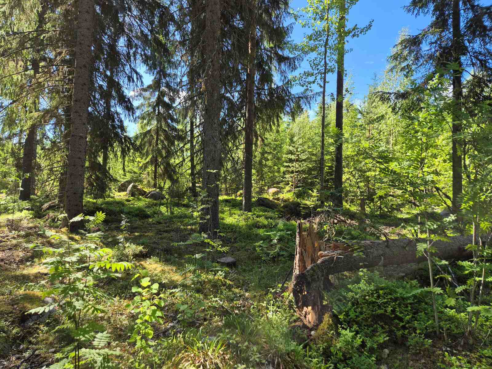 Aurinkoista kuusivaltaista metsää, taustalla näkyy nuorta koivikkoa, yksi puu on kaatunut.