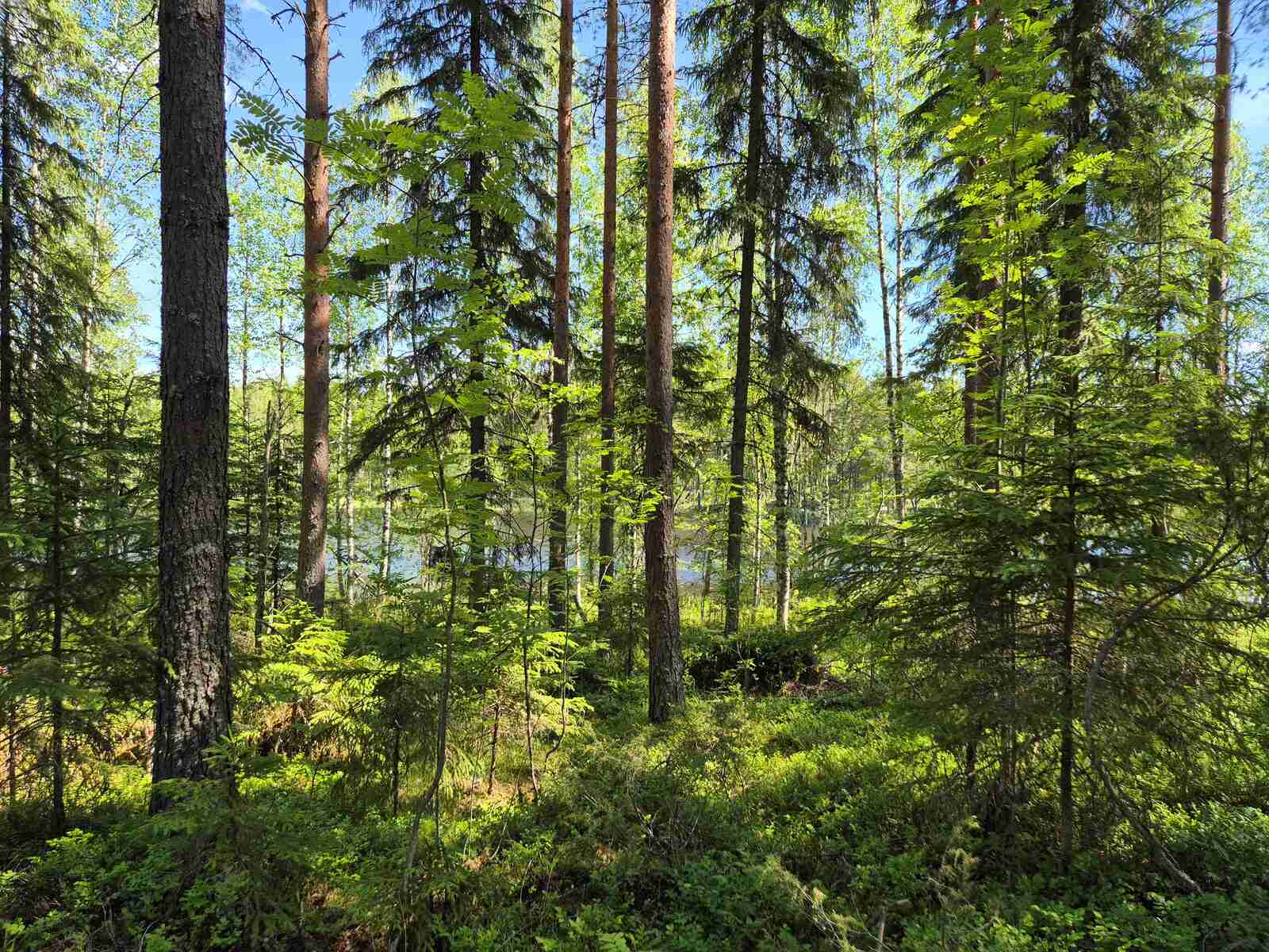 Kuusivaltaiseen metsään paistaa aurinko, maassa on isoja kiviä sammalten alla.