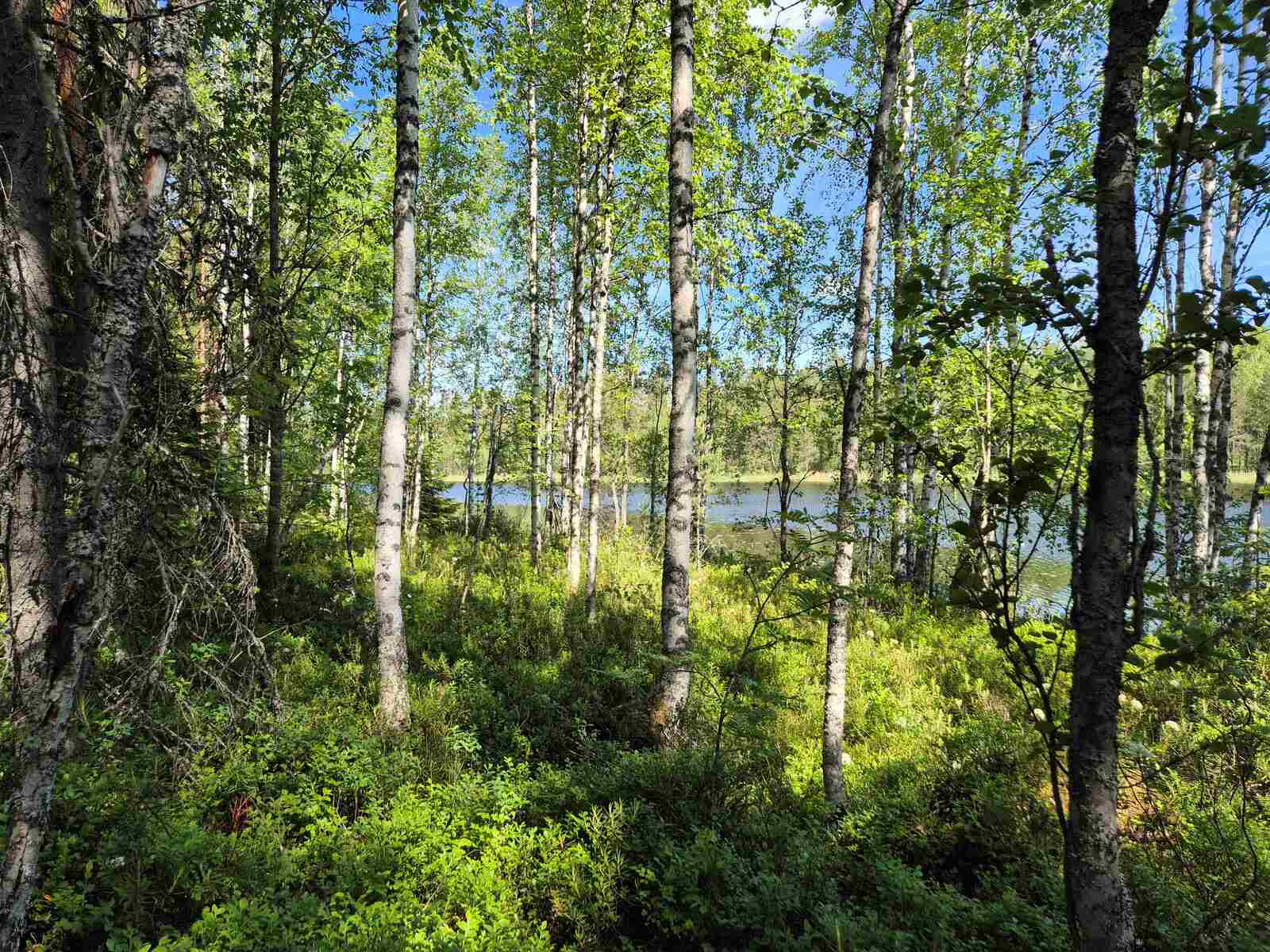 Rannalla kasvaa nuoria lehtipuita, taustalla näkyy järvi.
