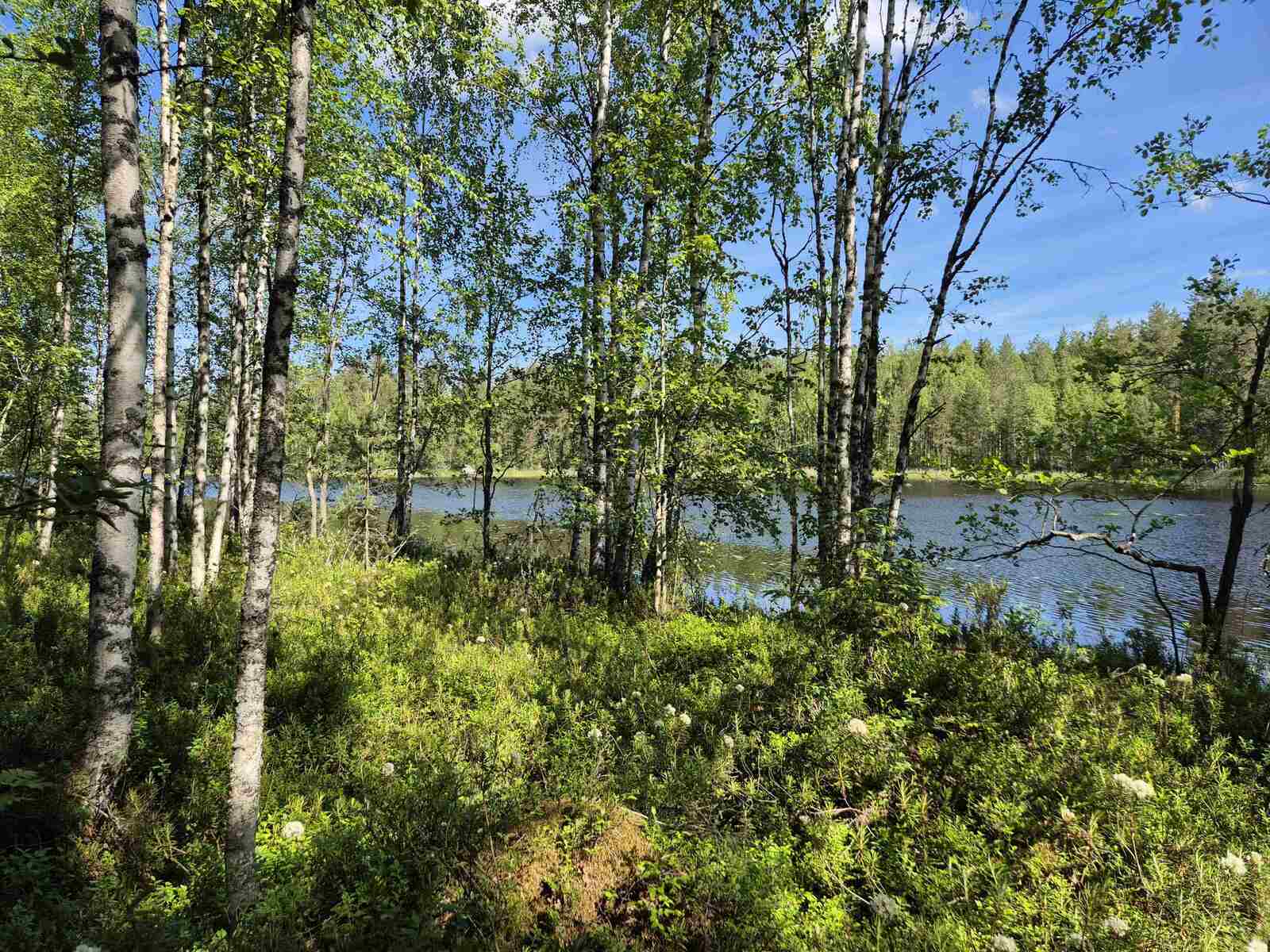 Rannalla kasvaa nuoria lehtipuita, taustalla näkyy järvi.