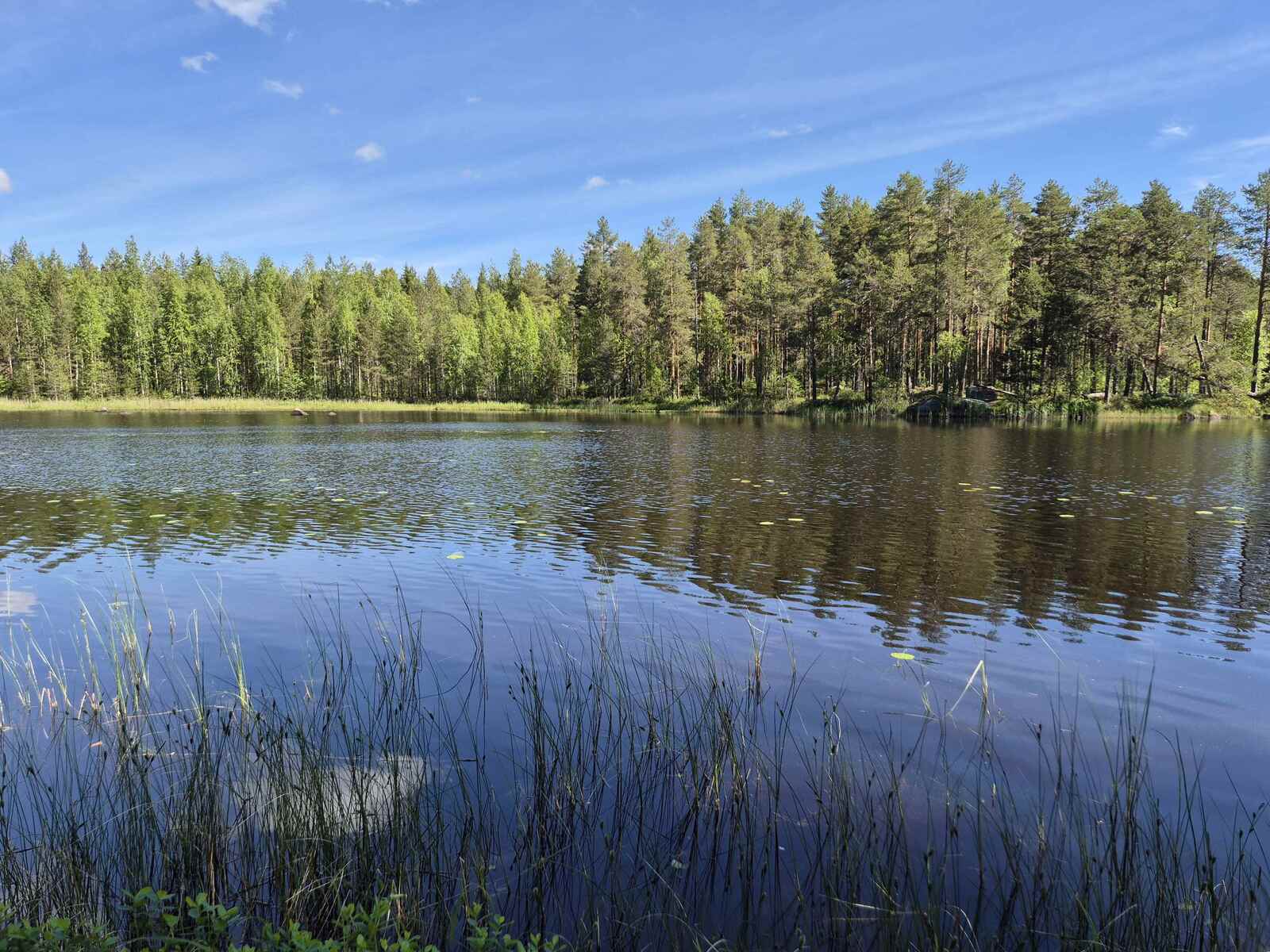 Järven rantavedessä kasvaa kaislikkoa, vastaranta metsineen avautuu edessä.