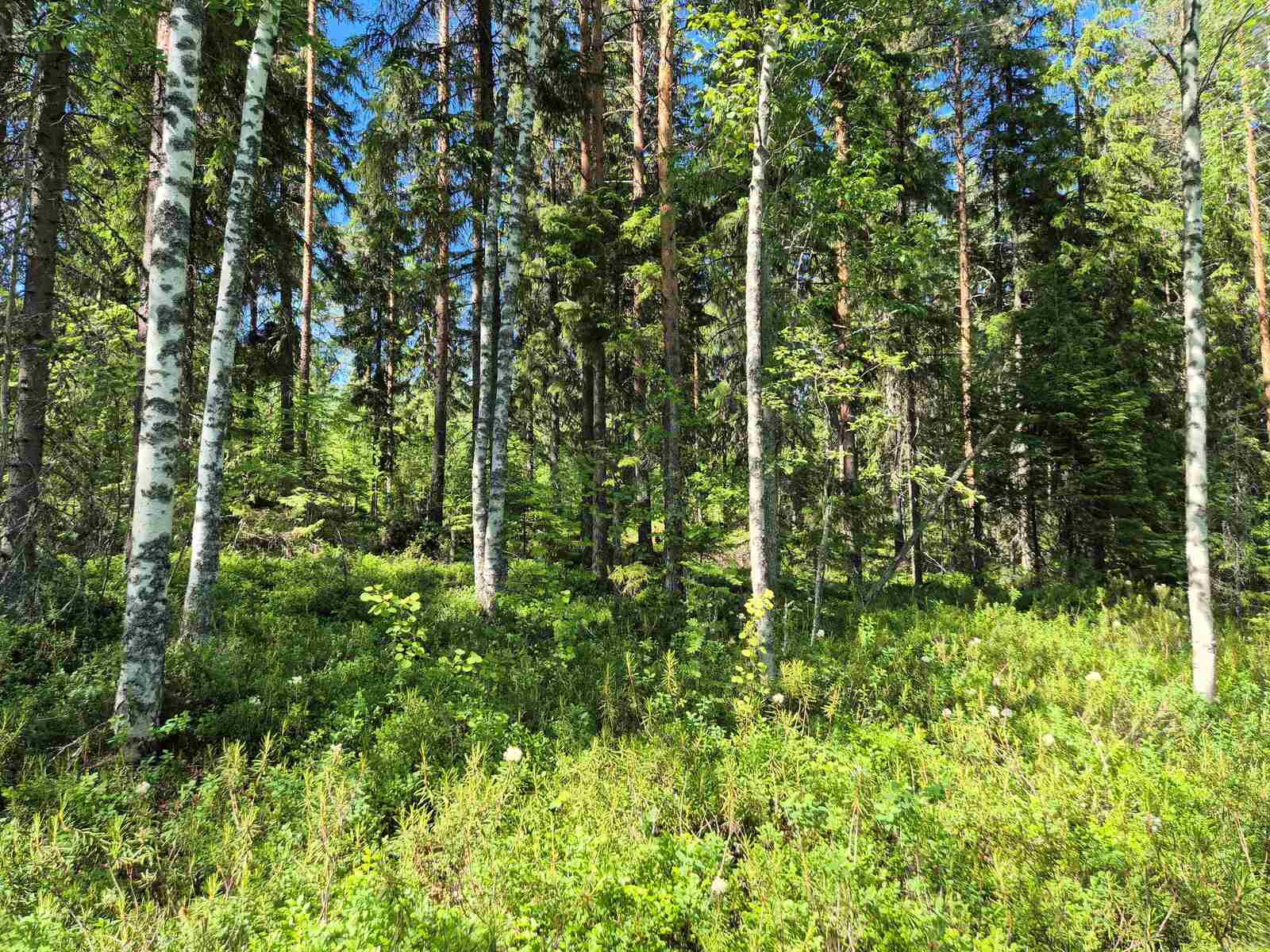 Nuoria koivuja kuusivaltaisessa metsikössä, aurinko paistaa.