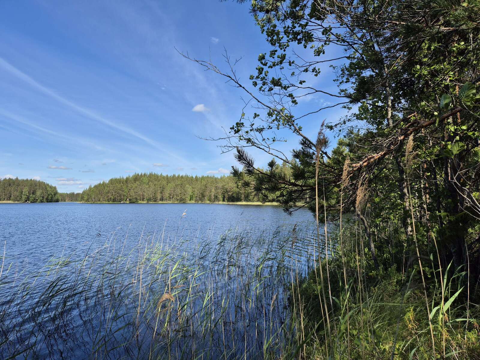 Tontin rantaa jossa ruovikkoa, puustoa työntyy kuvaan, vastaranta näkyy aurinkoisena.