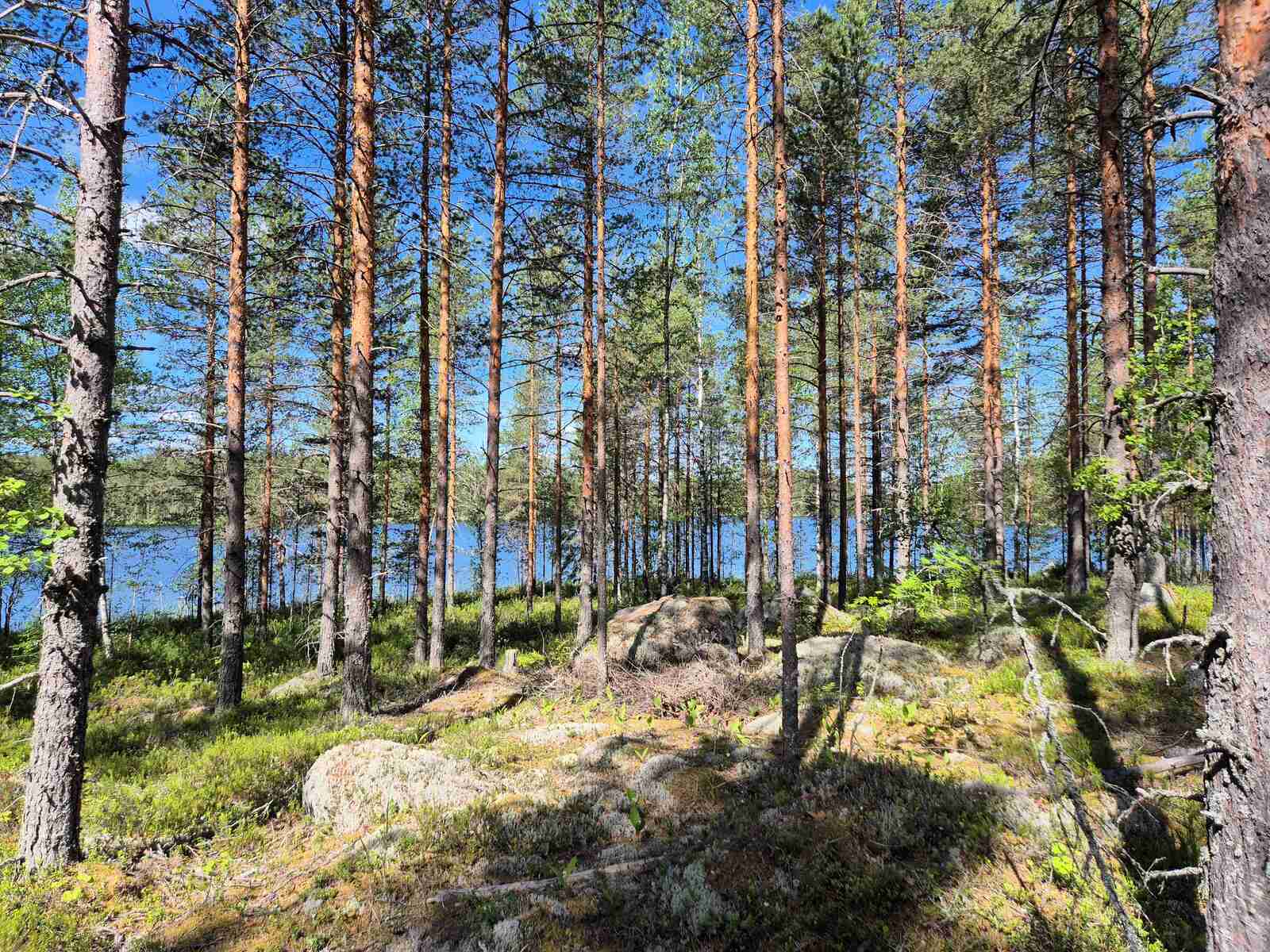 Aurinkoista harvaa mäntymetsää, taustalla pilkistää järvi.