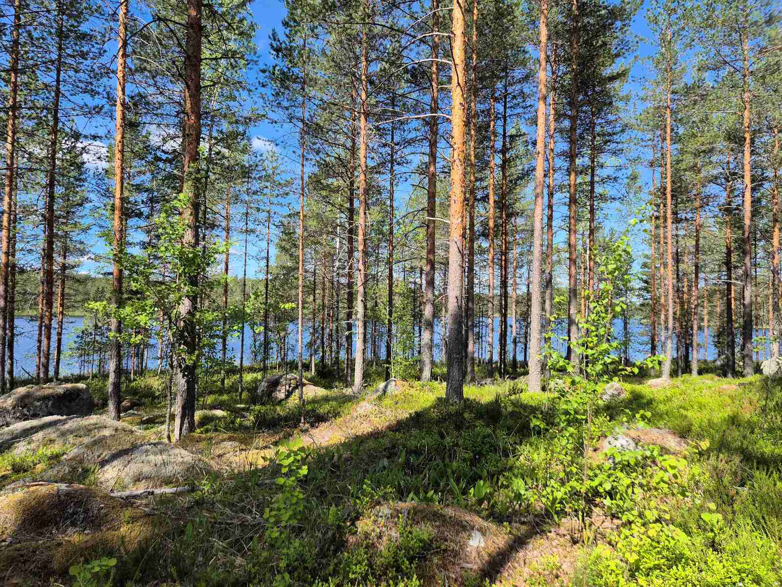 Aurinkoista harvaa mäntymetsää, taustalla pilkistää järvi, maasta pilkottaa kivenlohkareita.