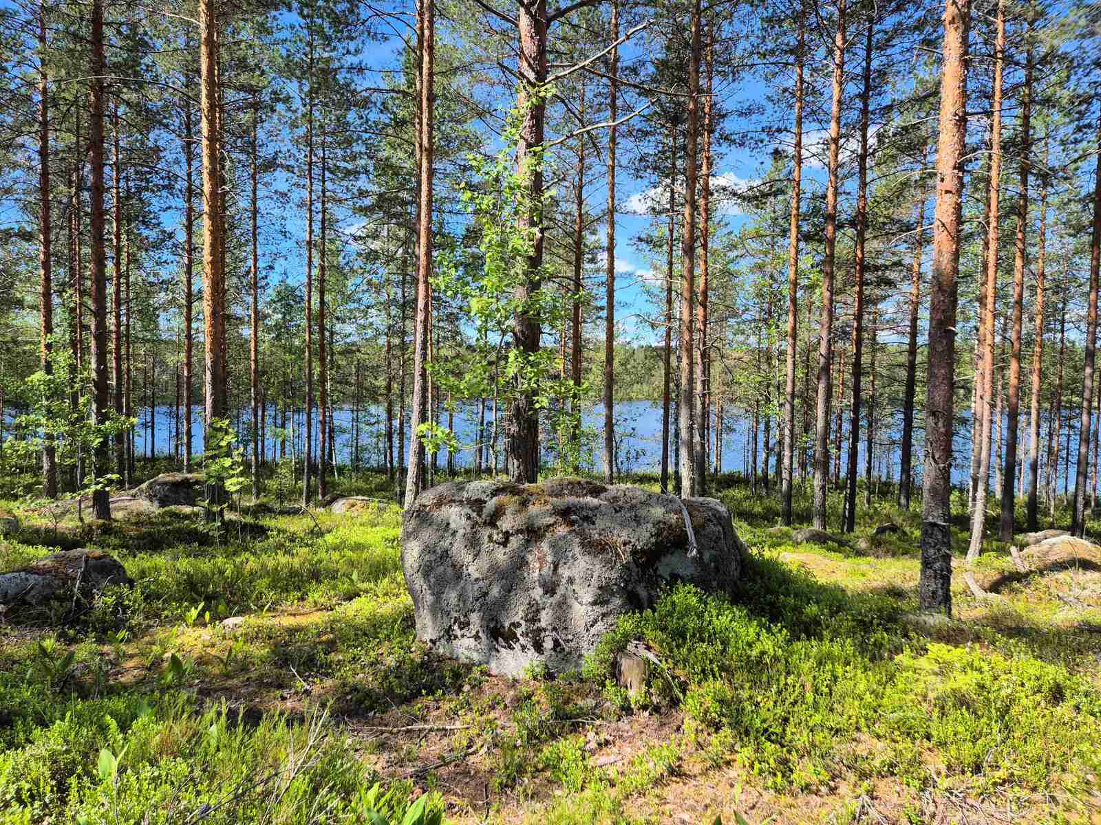 Aurinkoista harvaa mäntymetsää, taustalla pilkistää järvi, iso kivi on keskellä metsää.