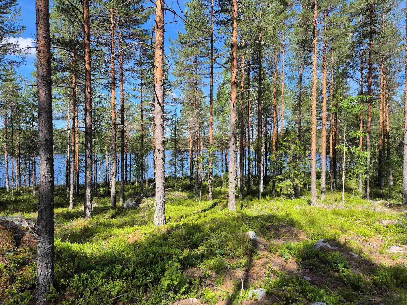 Aurinkoista harvaa mäntymetsää, taustalla pilkistää järvi.