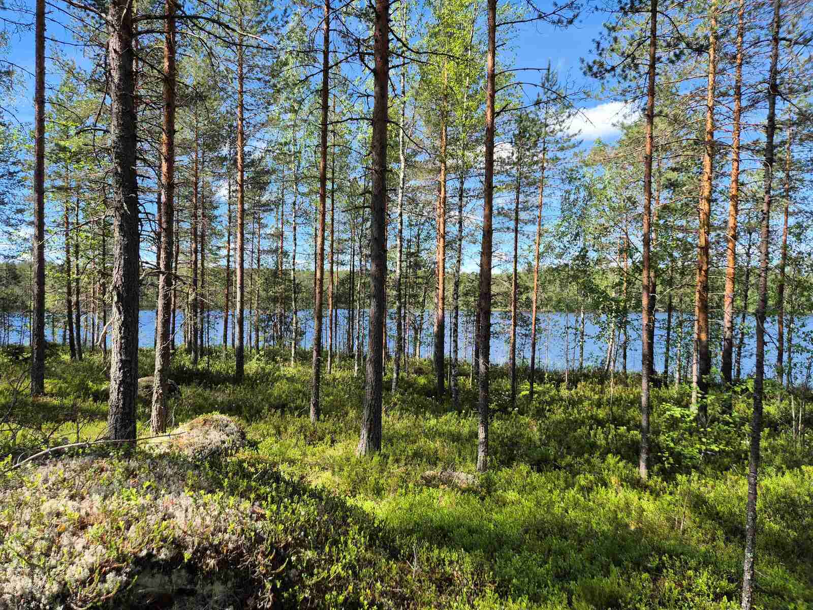 Aurinkoista harvaa mäntymetsää, taustalla pilkistää järvi.