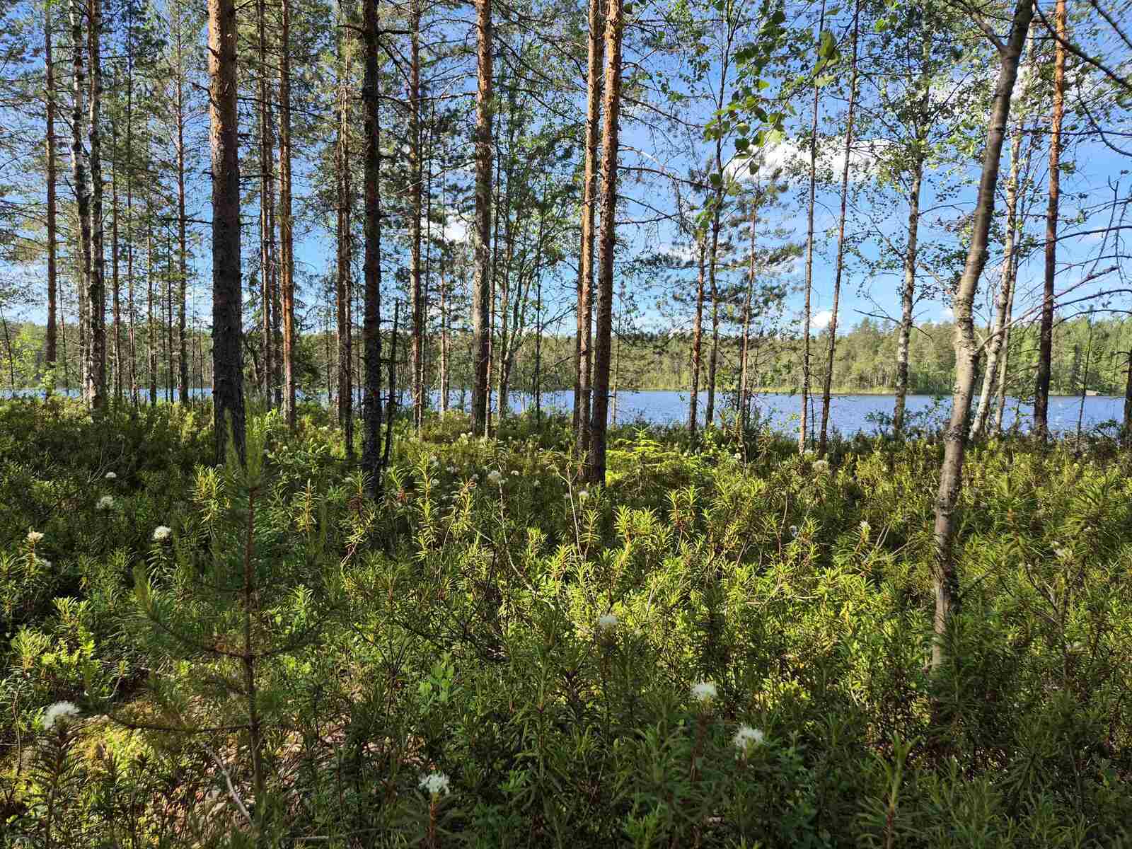 Suopursuja tontin rannalla, sekalaista puustoa kasvaa suopursujen seasta, järvi näkyy taustalla.