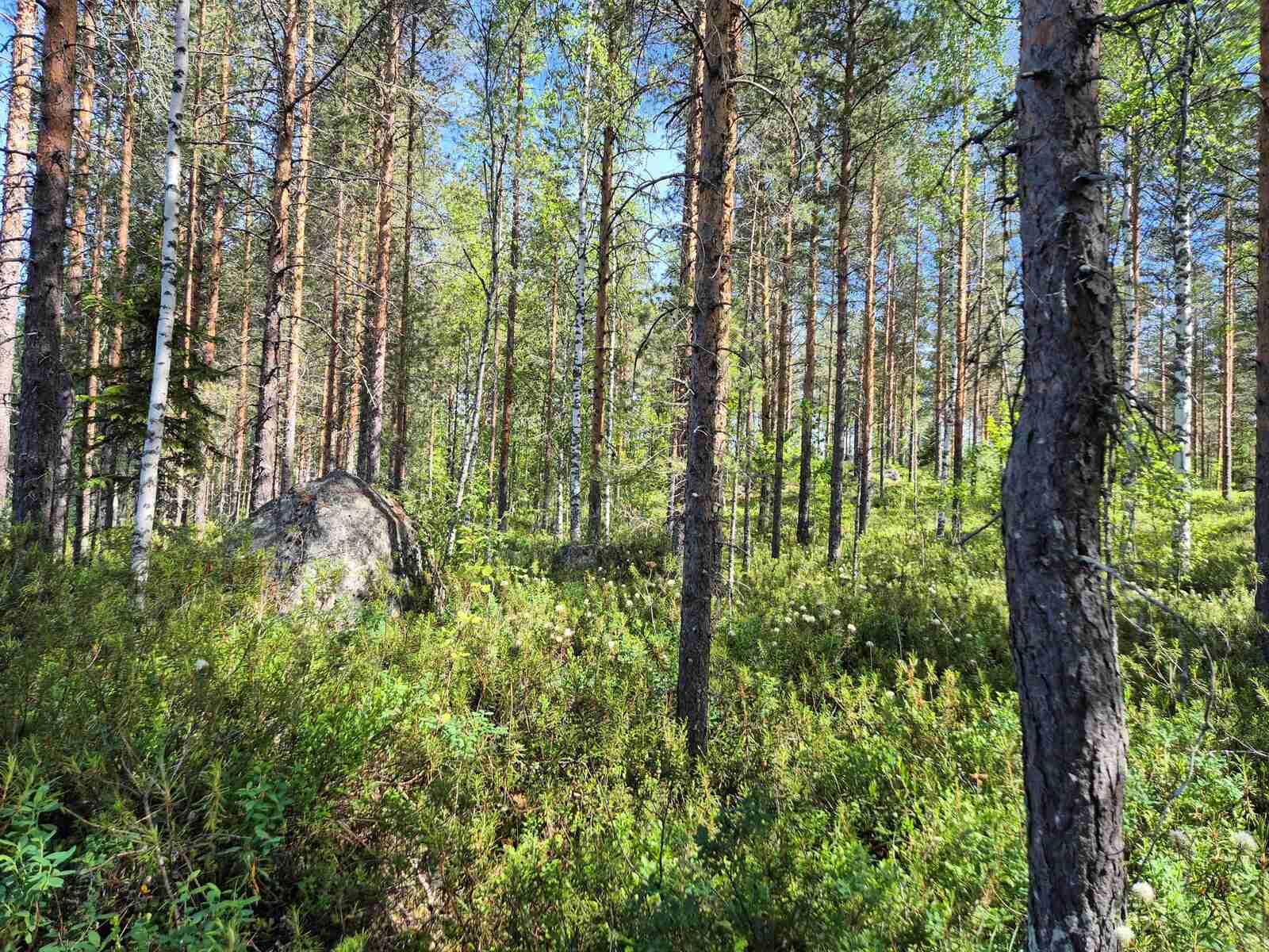 Aurinko paistaa sekametsään, iso kivi nousee aluskasvillisuuden seasta.