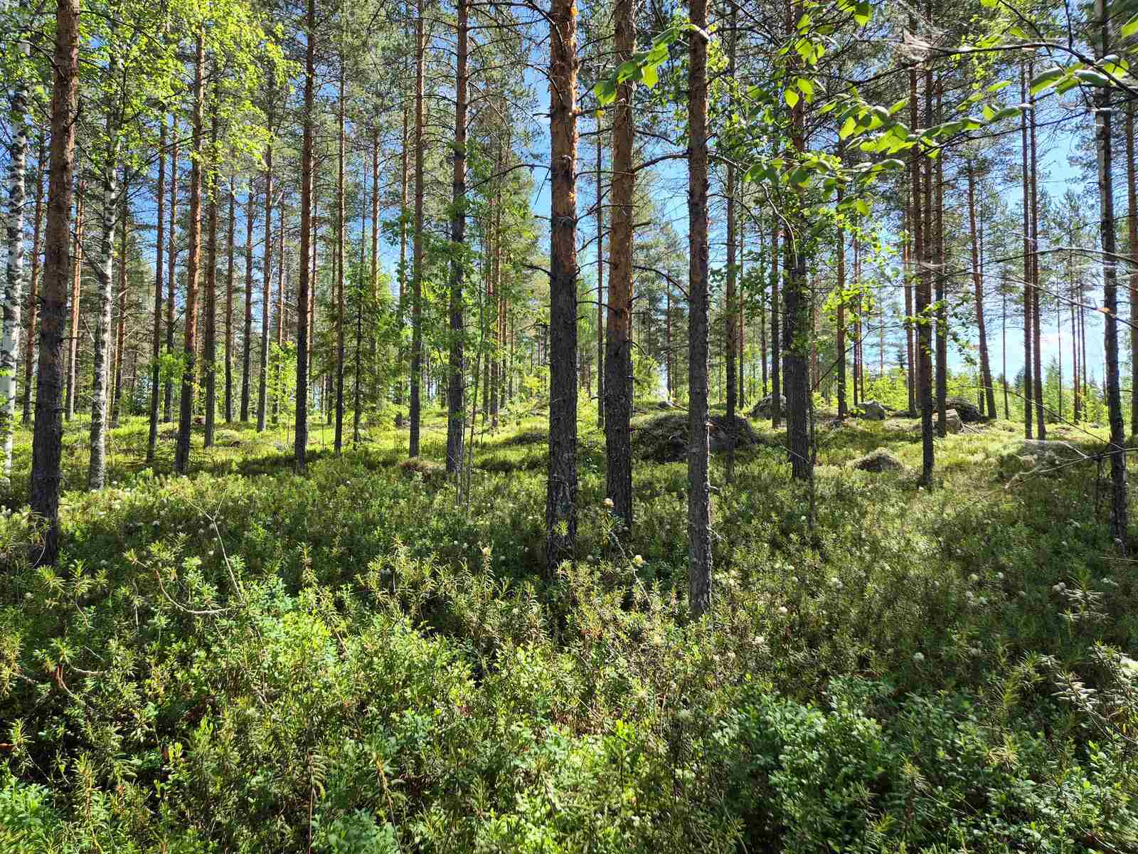 Aurinko paistaa sekametsään, aluskasvillisuudesta nousee isoja kiviä.