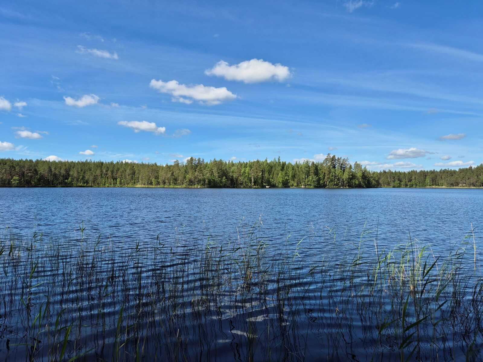 Tontin rantaa jossa ruovikkoa, vastaranta näkyy aurinkoisena.