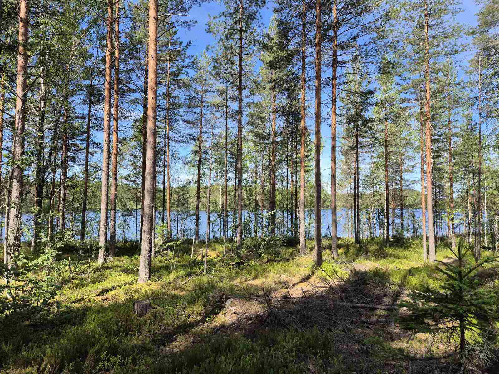 Aurinkoista mäntymetsää, puiden takaa pilkistää järvi.