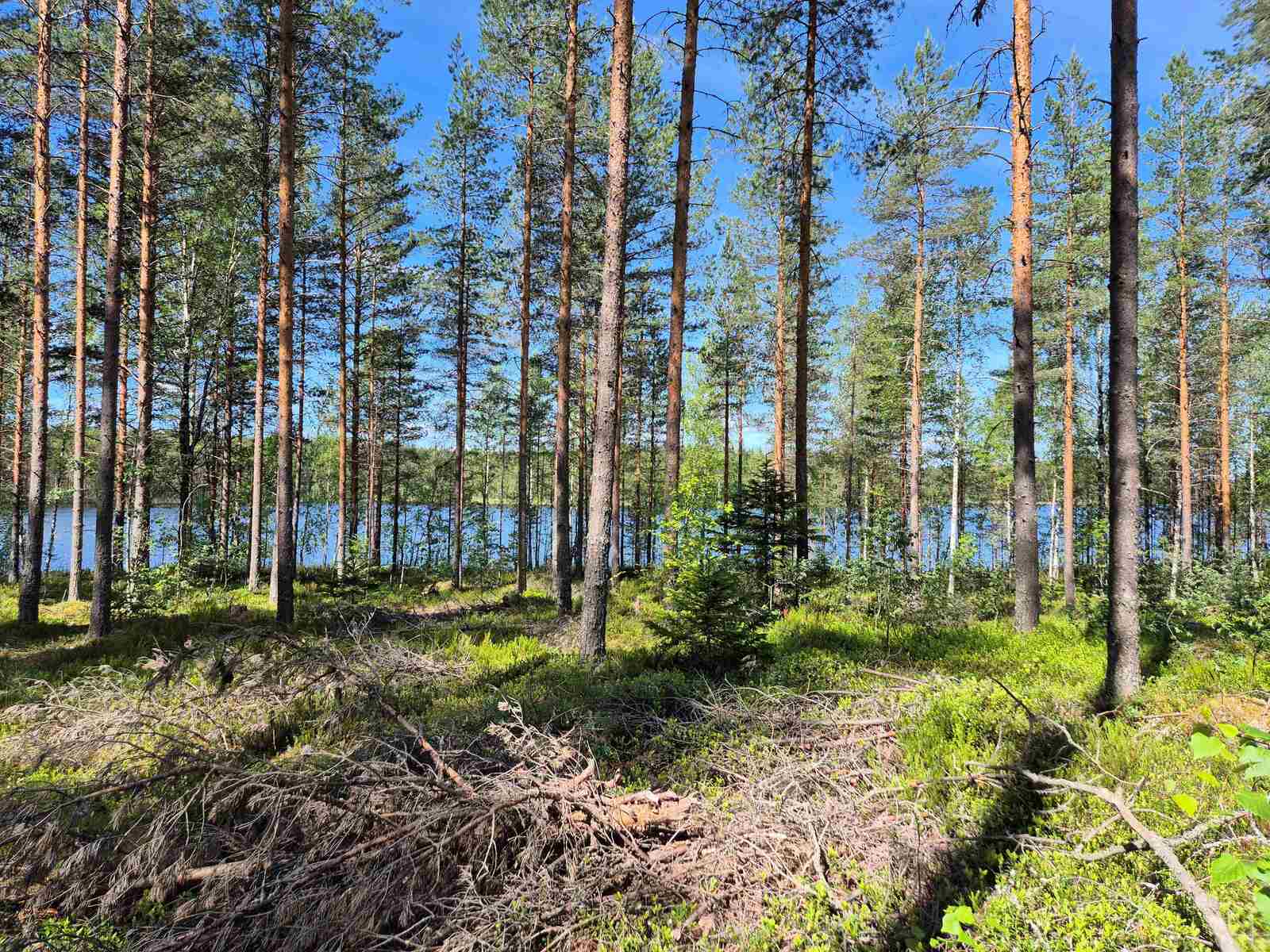 Aurinkoista mäntymetsää, puiden takaa pilkistää järvi.