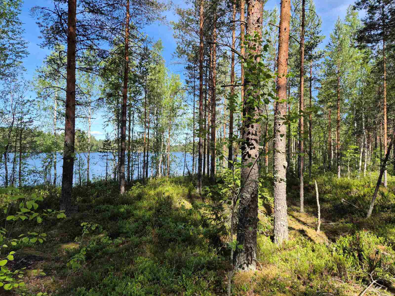 Rannassa kasvaa suopursuja ja monenlaisia puita, taustalla näkyy järvi.