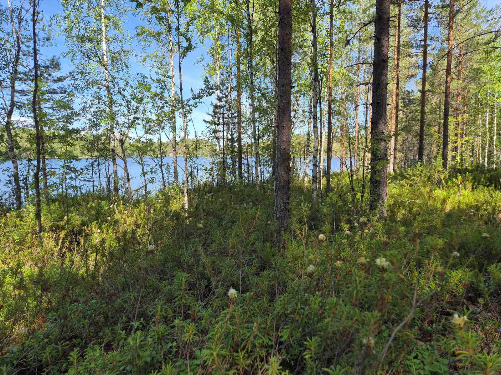 Rannassa kasvaa suopursuja ja monenlaisia puita, taustalla näkyy järvi.