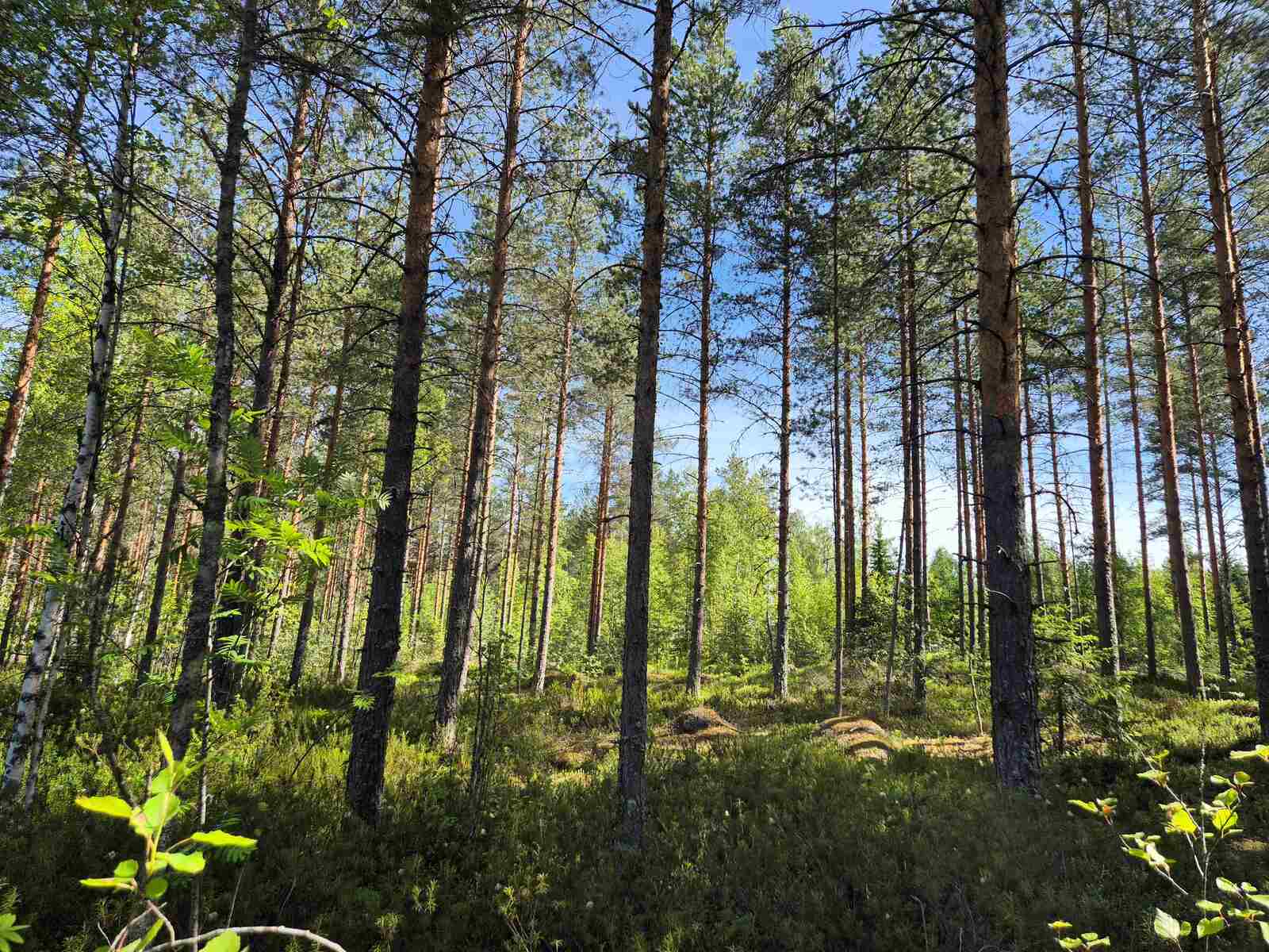 Puut nousevat varjoista kohti taivasta, maassa on suopursuja ja kiviä.