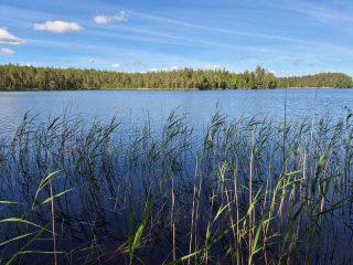 Järven rannassa kasvaa ruovikkoa, vastarannalle paistaa aurinko, taivaalla on pilviä.