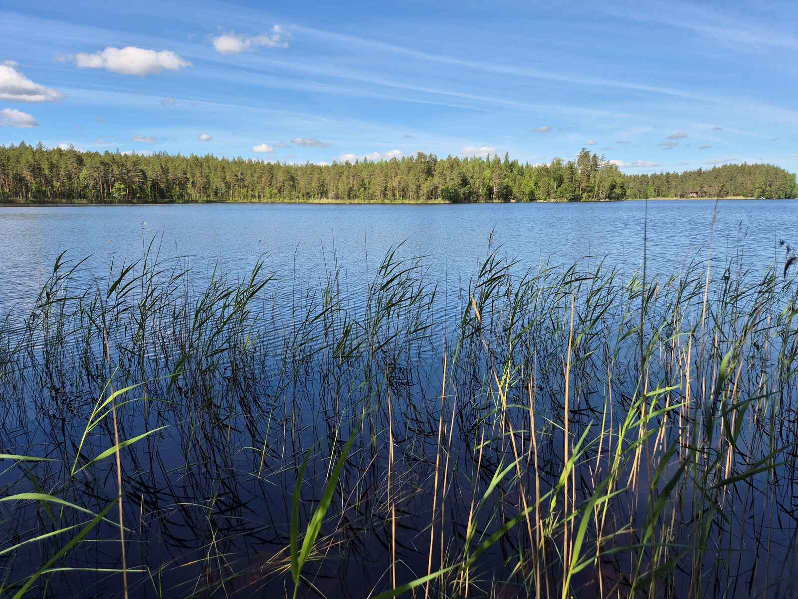 Järven rannassa kasvaa ruovikkoa, vastarannalle paistaa aurinko, taivaalla on pilviä.