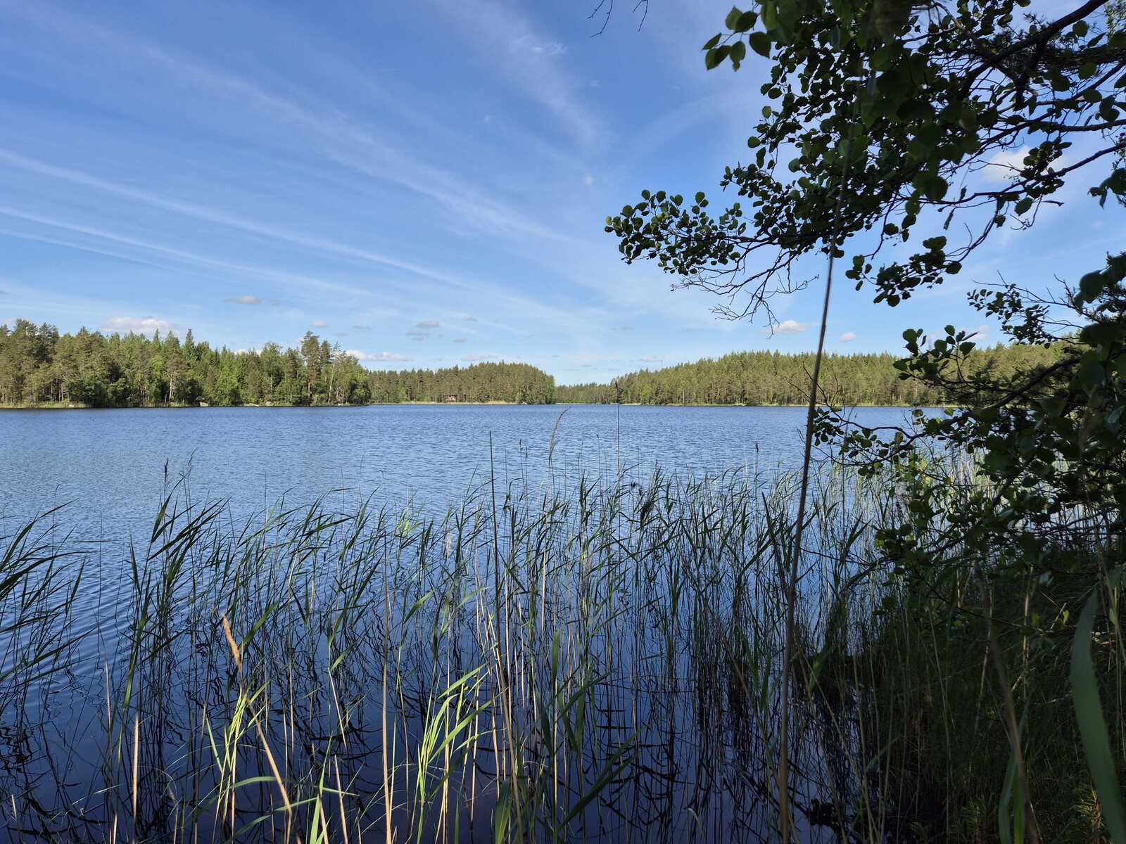 Järven rannassa kasvaa ruovikkoa, vastarannalle paistaa aurinko, taivaalla on pilviä.
