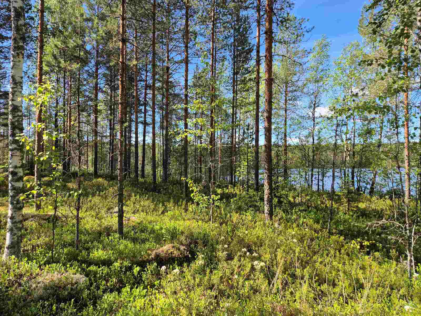 Aurinkoista mäntymetsää, puiden takaa pilkistää järvi.