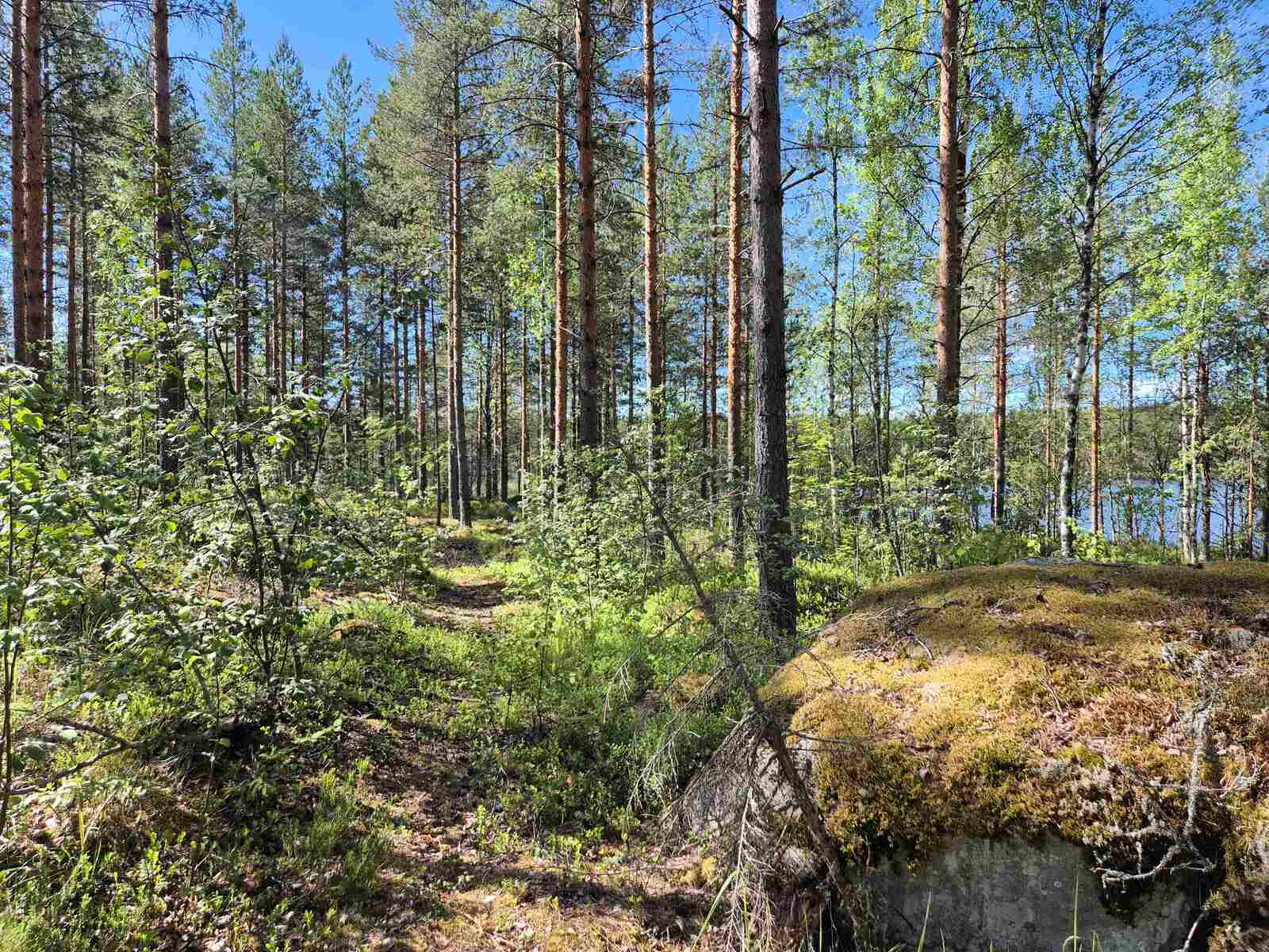 Aurinkoista mäntymetsää, puiden takaa pilkistää järvi, etualalla on iso kivi.
