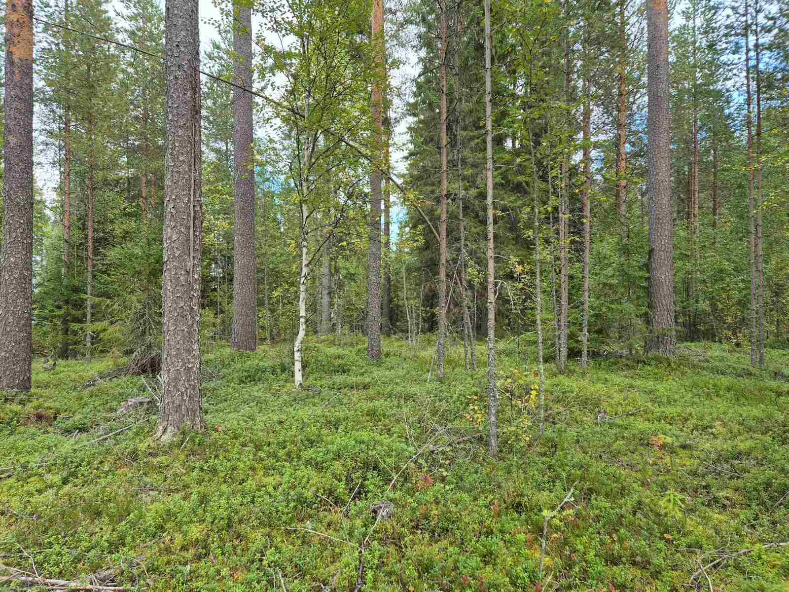 Harvaa sekametsää, varttuneita mäntyjä etualalla, taustalla tiheämpi metsä.