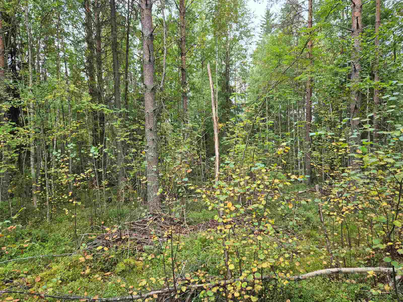 Runsaspuustoista metsää, paljon pieniä lehtipuita kasvamassa.