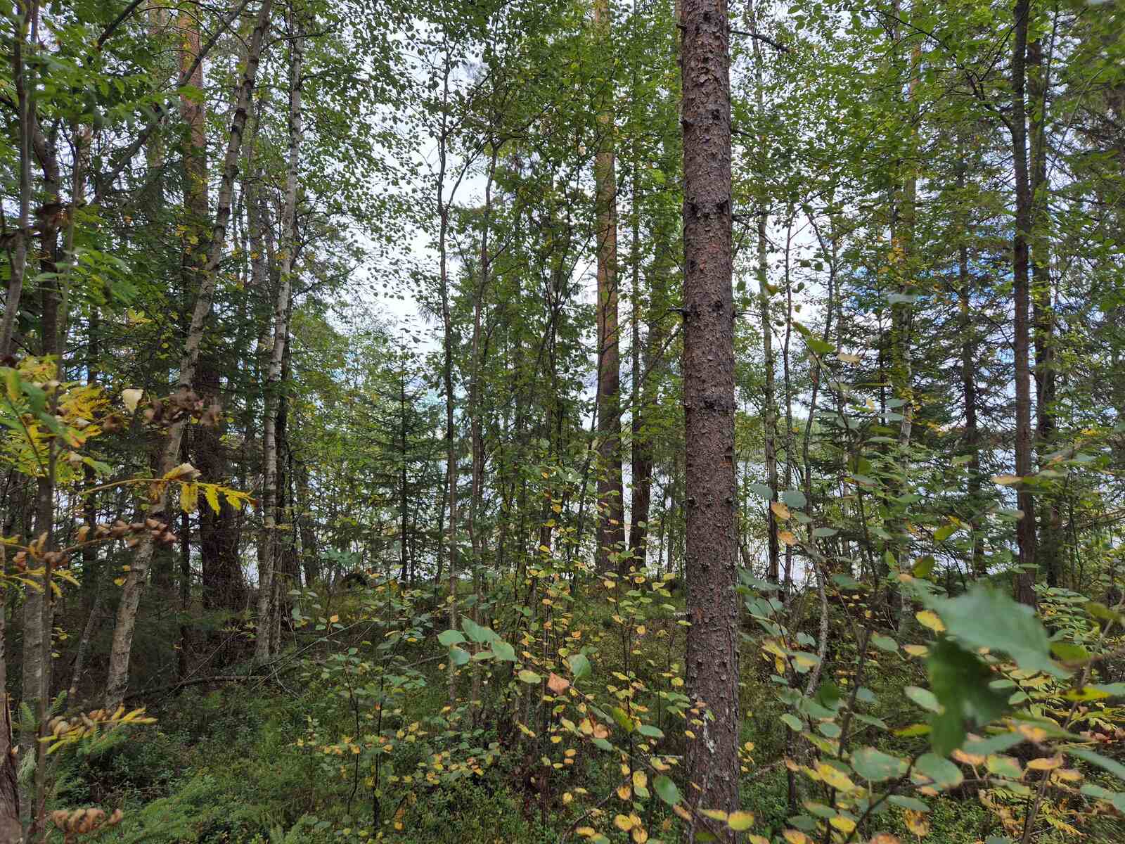 Runsaspuustoista metsää, paljon pieniä lehtipuita kasvamassa, järvi pilkottaa taustalla.