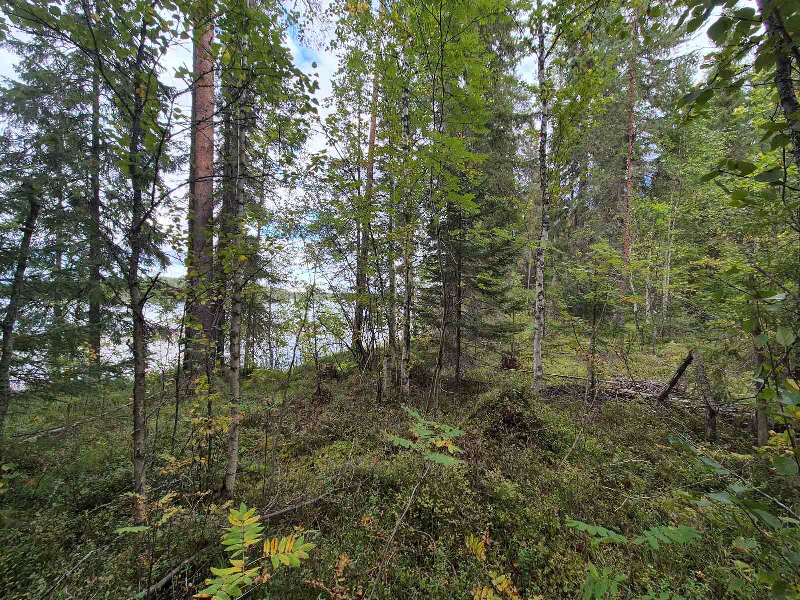 Rannan tuntumassa kasvaa erilaisia ja eri-ikäisiä puita.