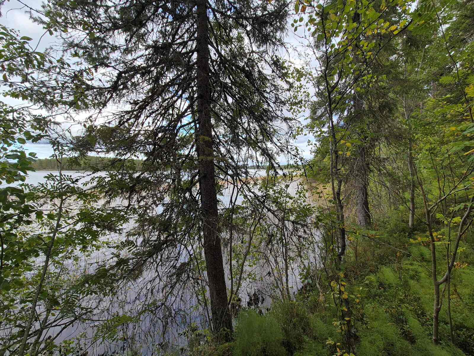Rannalla kasvaa varttuneita kuusia, järvi näkyy puiden takana.