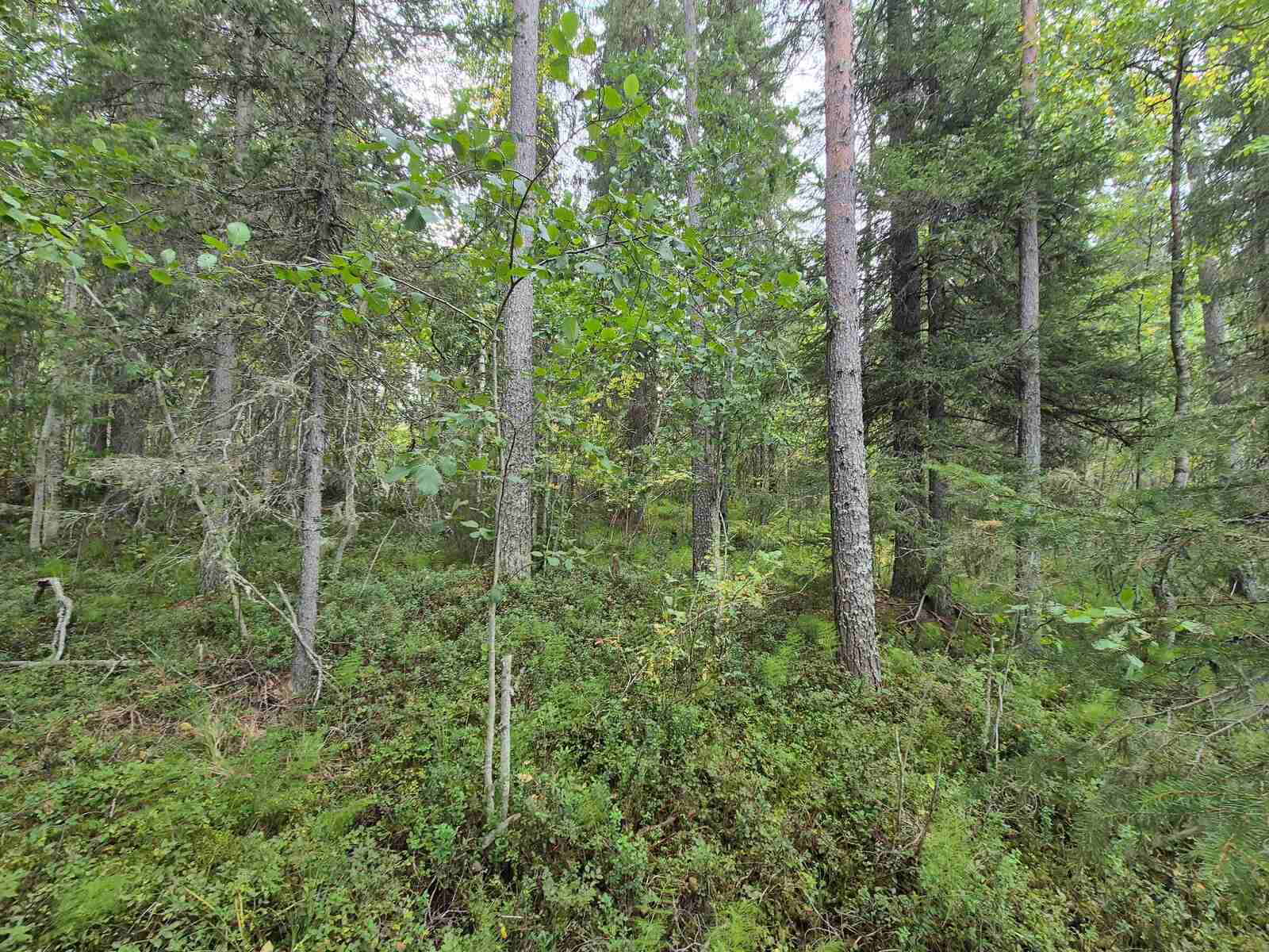 Runsaspuustoista metsää, paljon pieniä lehtipuita kasvamassa.