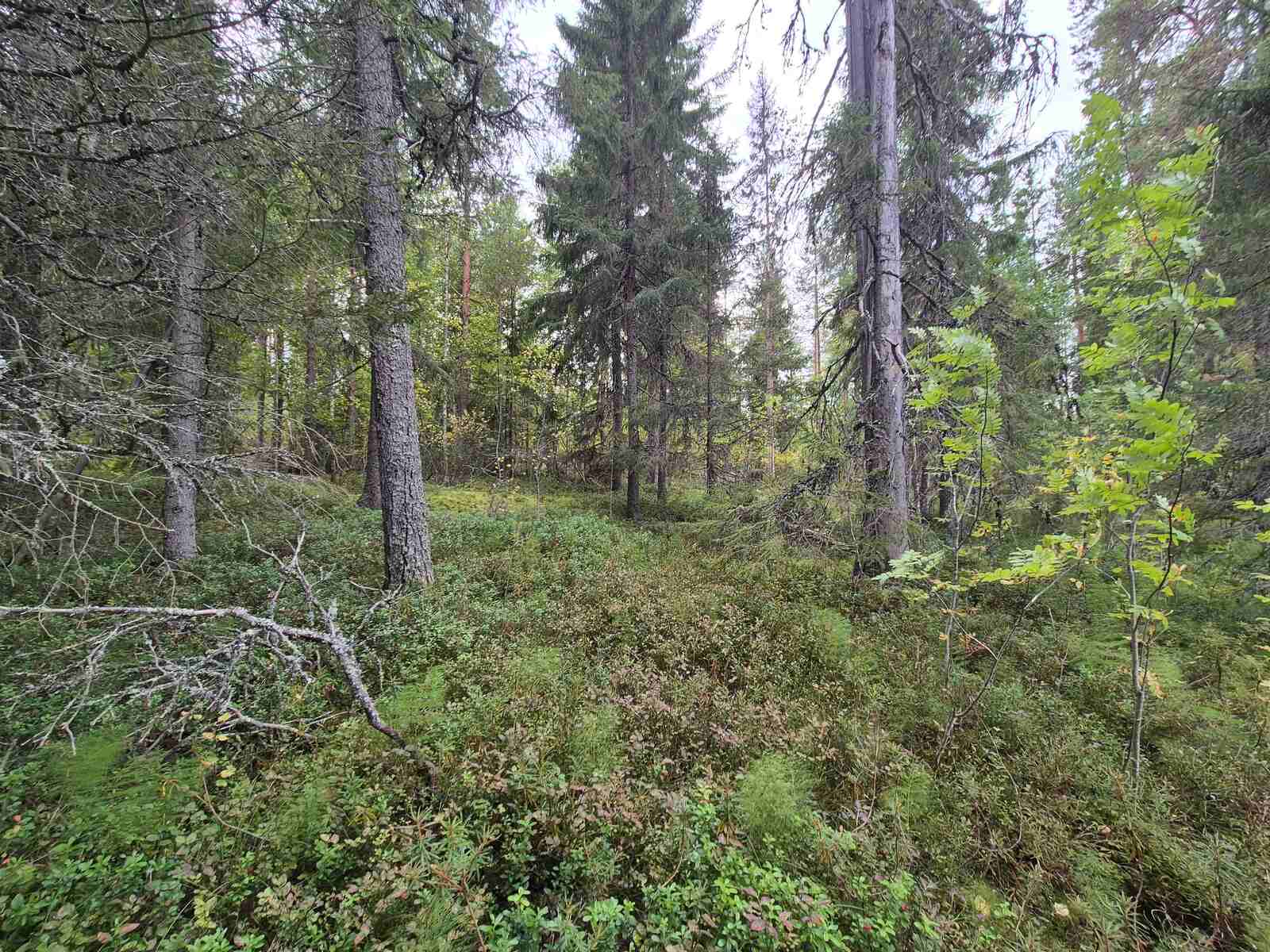 Totilla on harvaa kuusivaltaista metsää, maassa on varpuja.