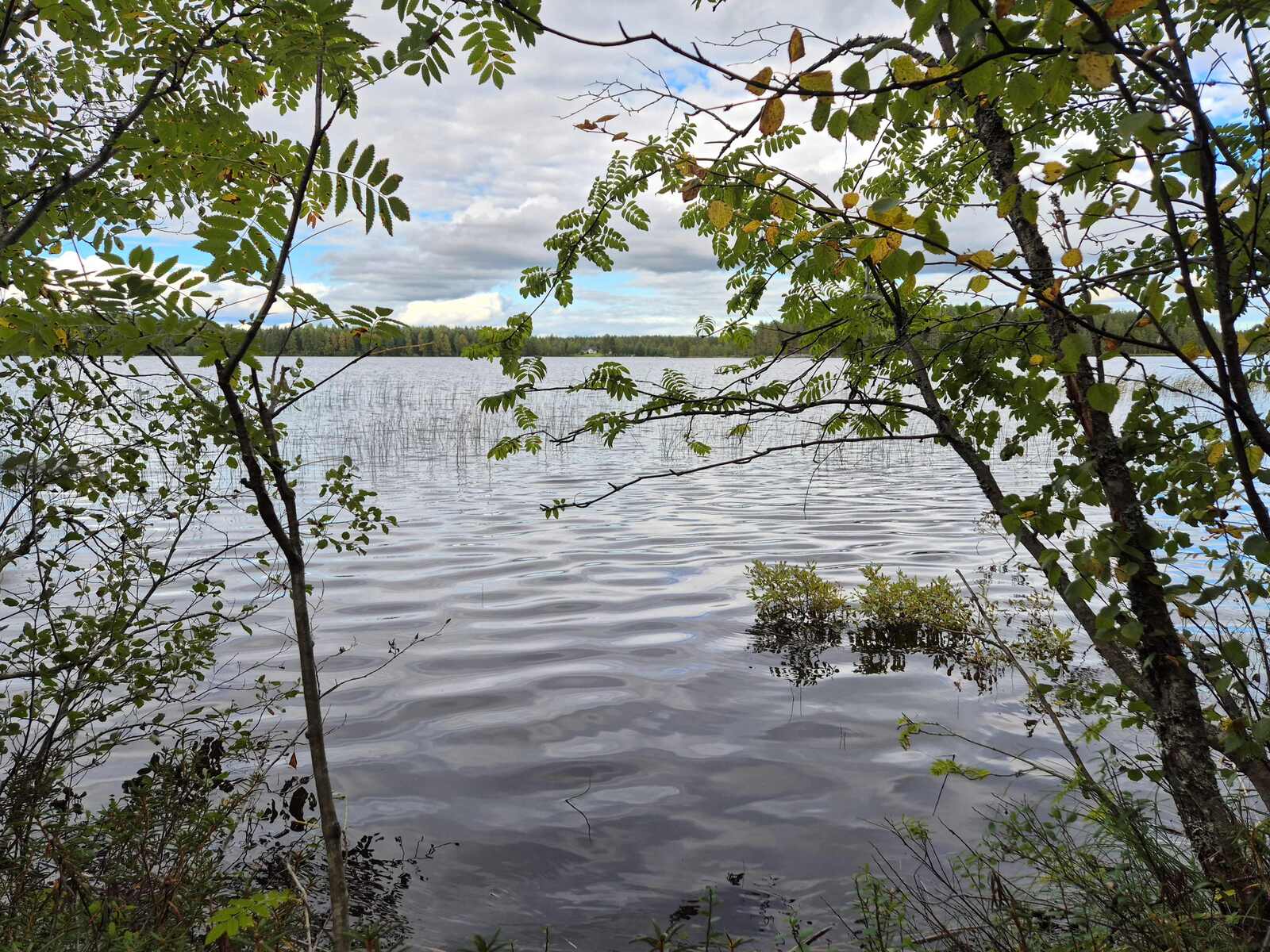 Järvimaisema jota reunustaa pihlajat ja muut nuoret lehtipuut.