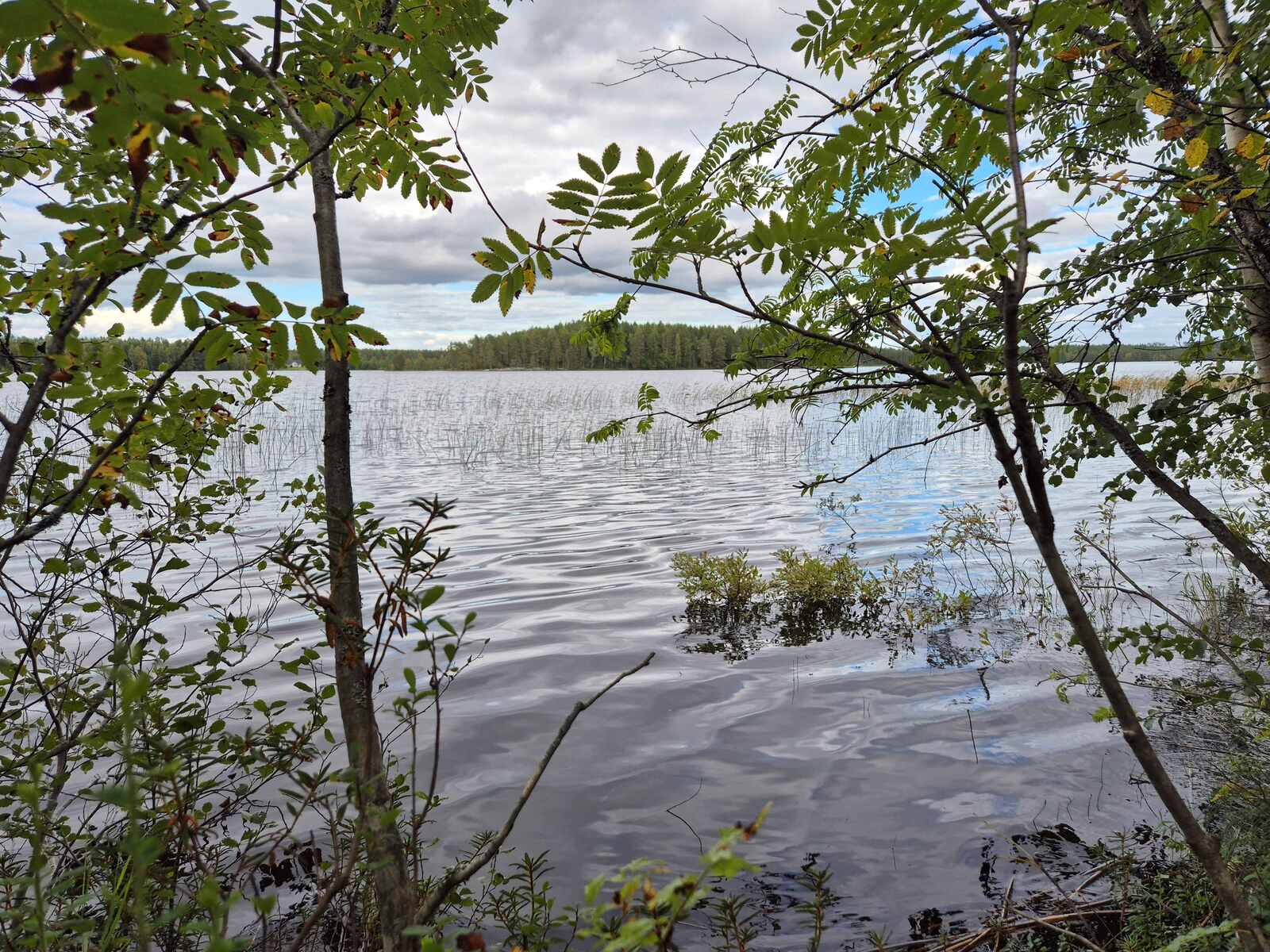 Järvimaisema jota kehystää pihlajat, kaukana näkyy vastaranta.