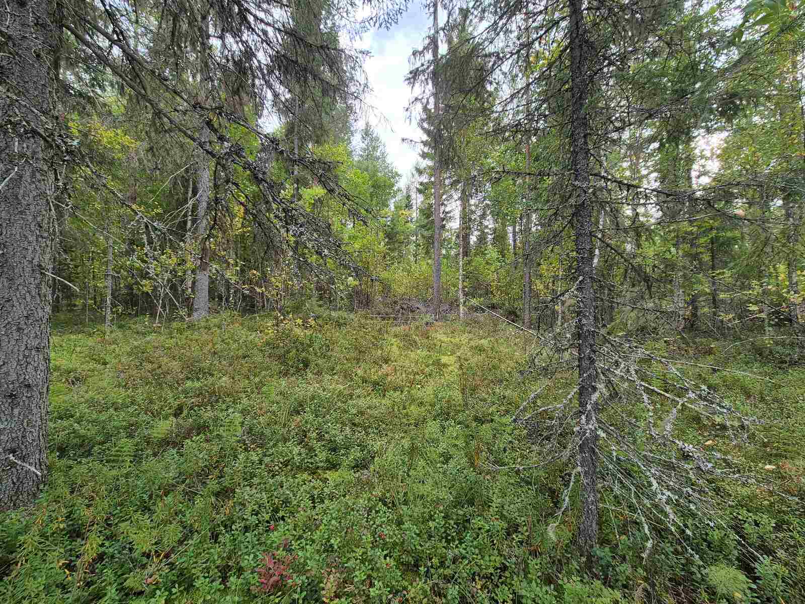 Totilla on harvaa kuusivaltaista metsää, maassa on varpuja.