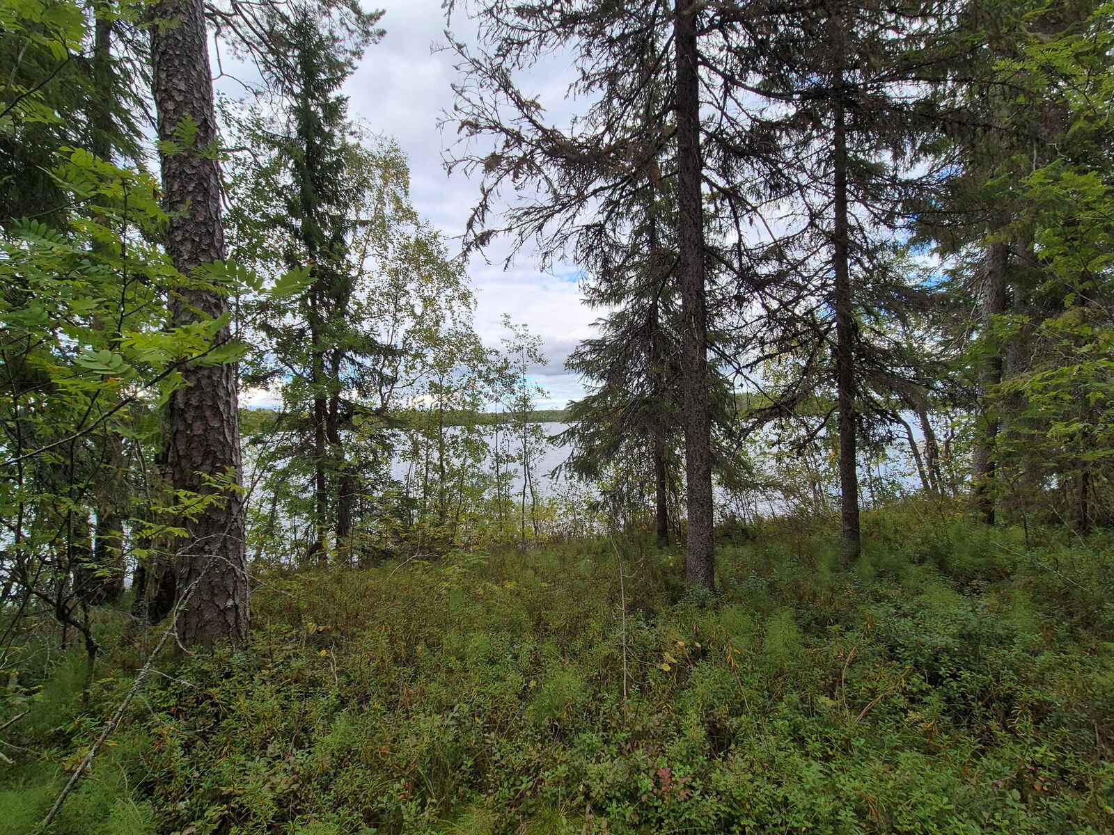 Tontin rannassa kasvaa nuoria lehtipuita ja varttuneita kuusia, taustalla näkyy järvi ja vastaranta.