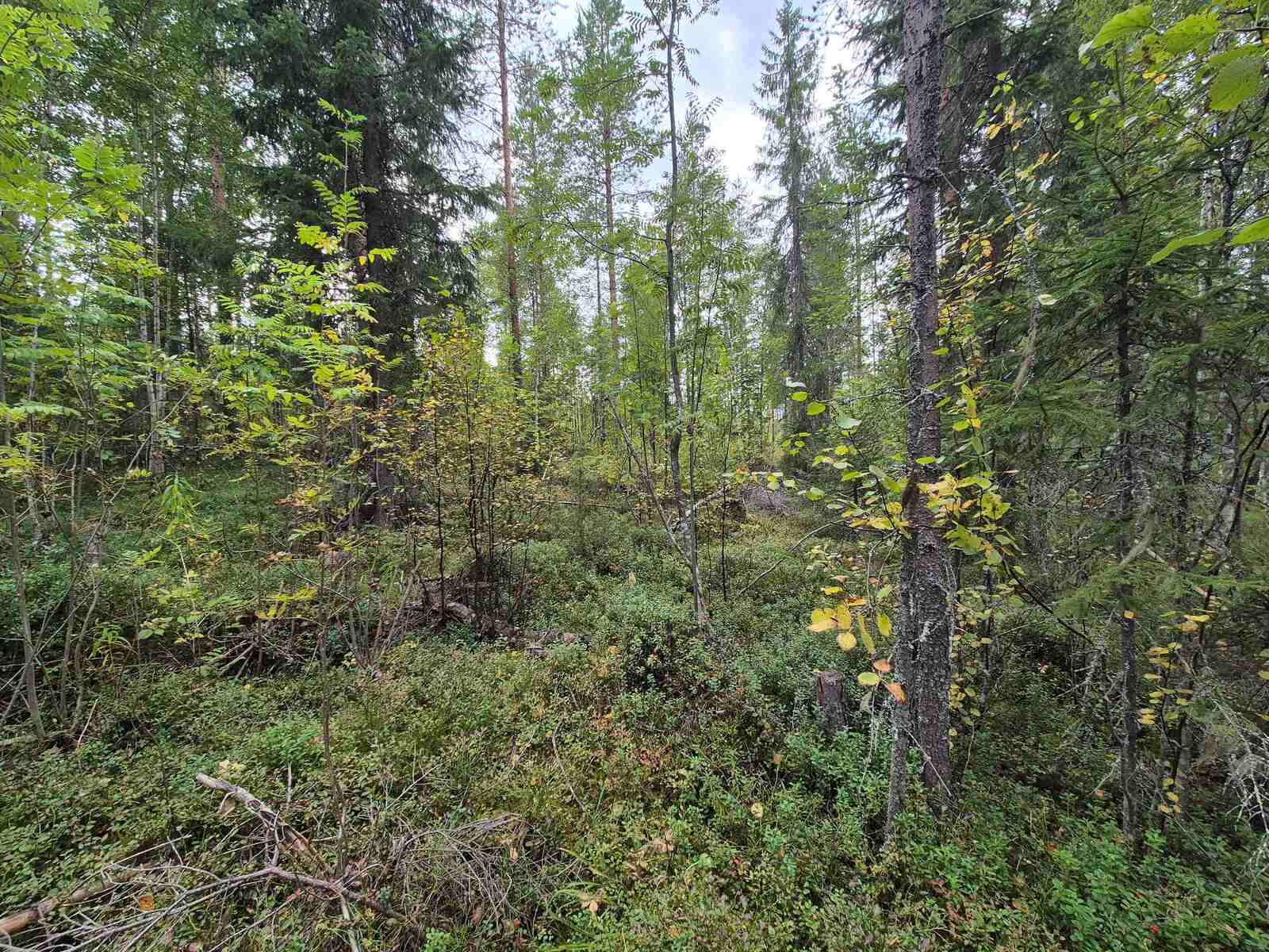 Tiheämpää sekametsää, jossa varttuneita havupuita ja nuoria lehtipuita.