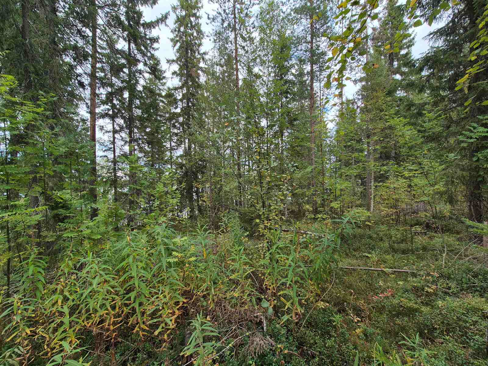 Tiheämpää sekametsää, jossa varttuneita havupuita ja nuoria lehtipuita.