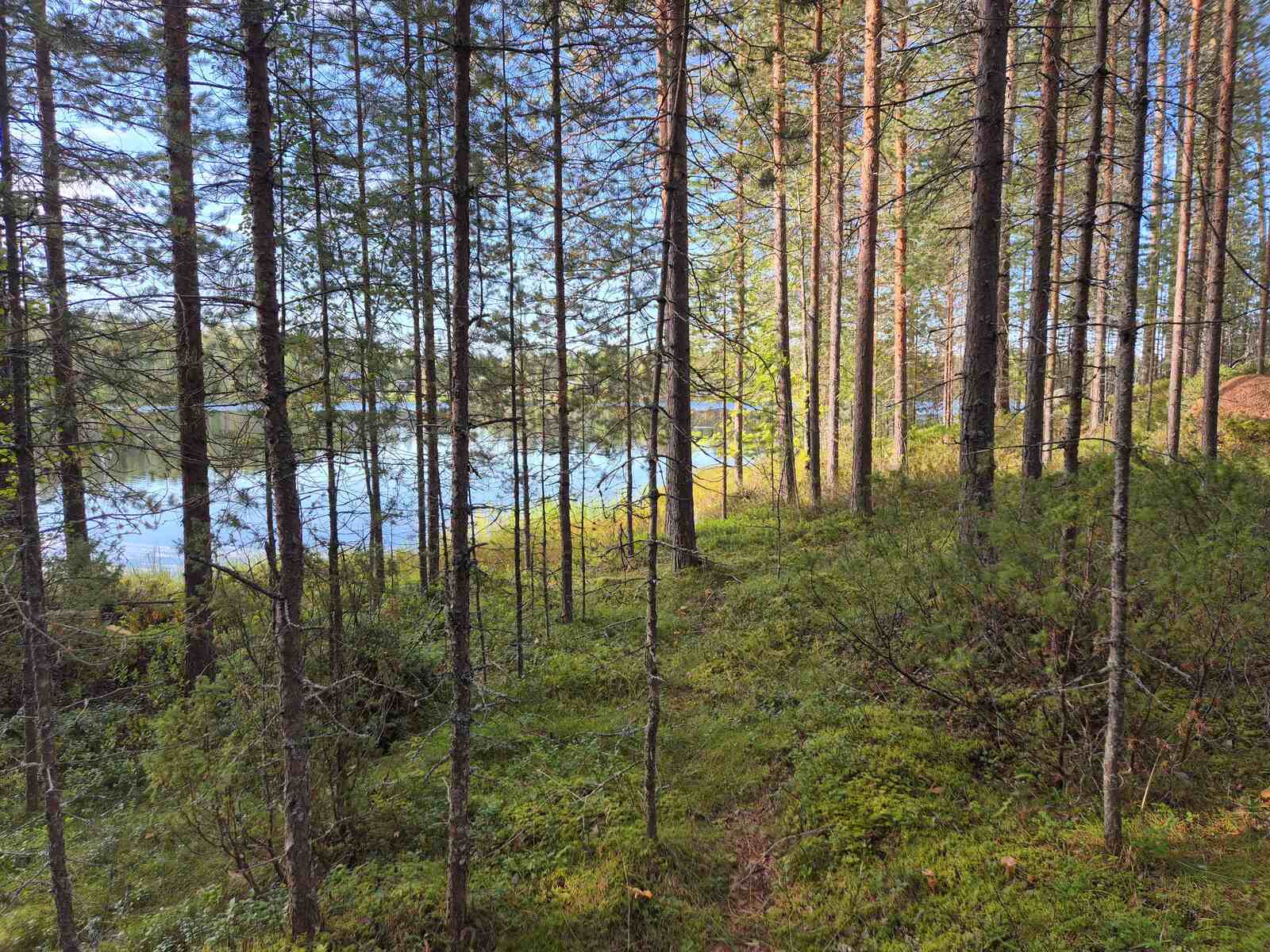 Rannan harvaa nuorta mäntymetsää, aurinko paistaa kauempana puiden runkoihin.