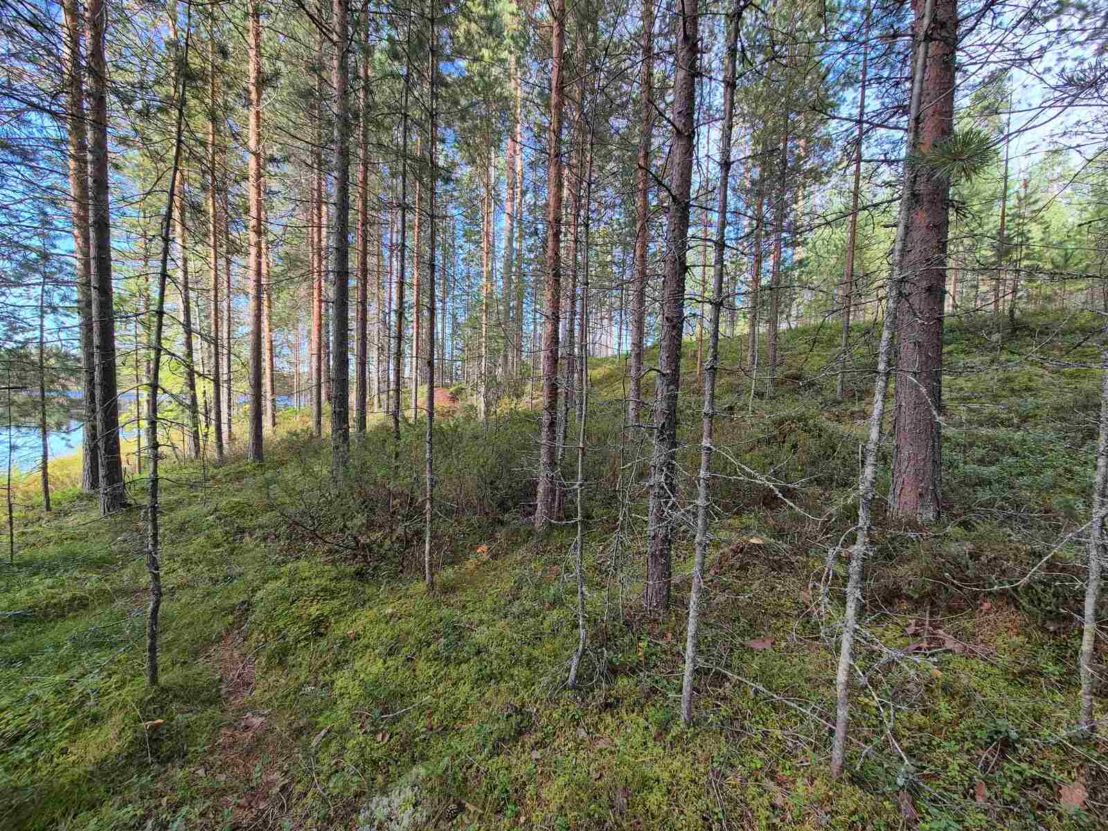 Rannan harvaa nuorta mäntymetsää, aurinko paistaa kauempana puiden runkoihin.