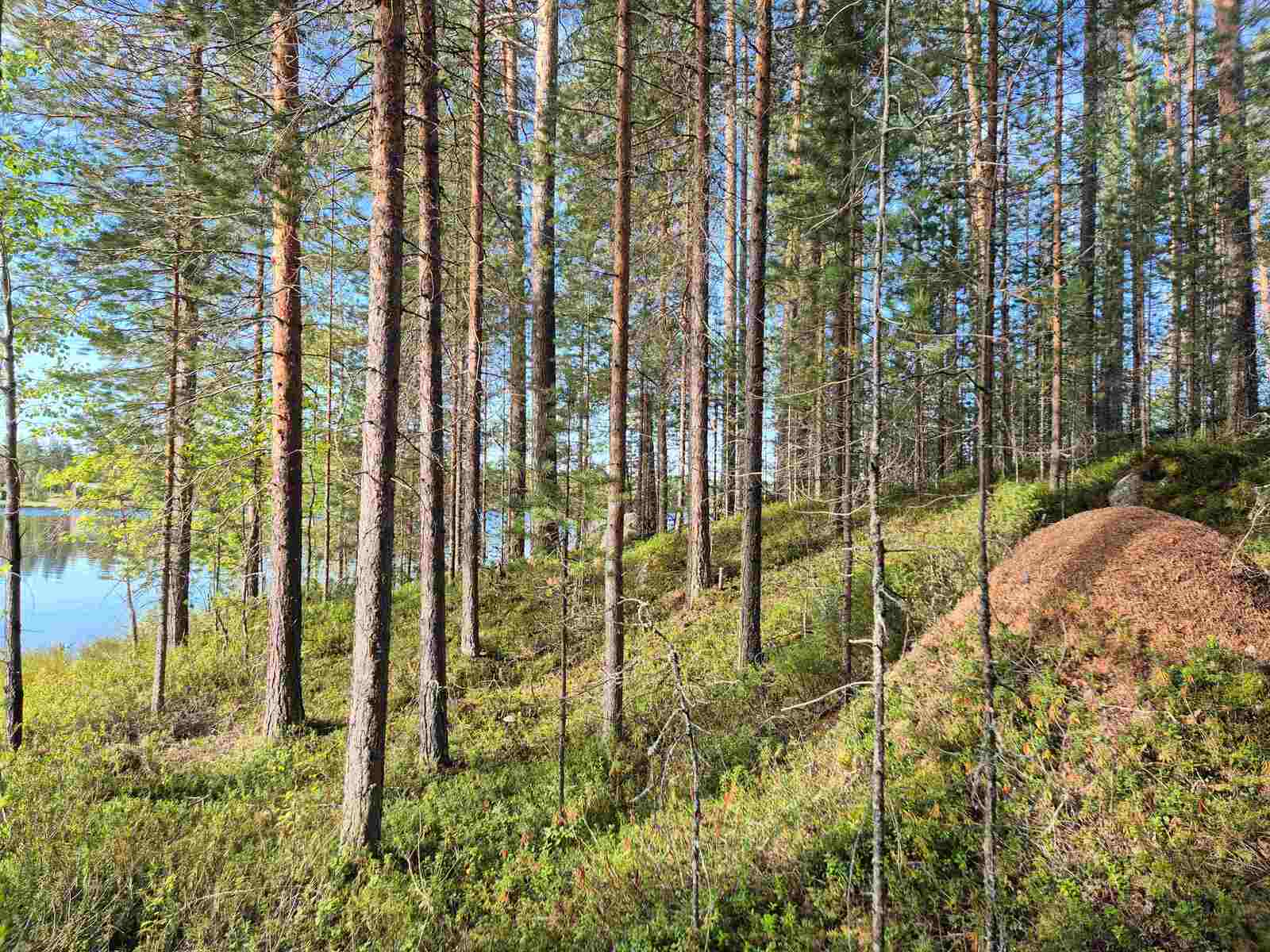 Aurinkoista mäntymetsää rannantuntumassa, etualalla on iso muurahaiskeko.