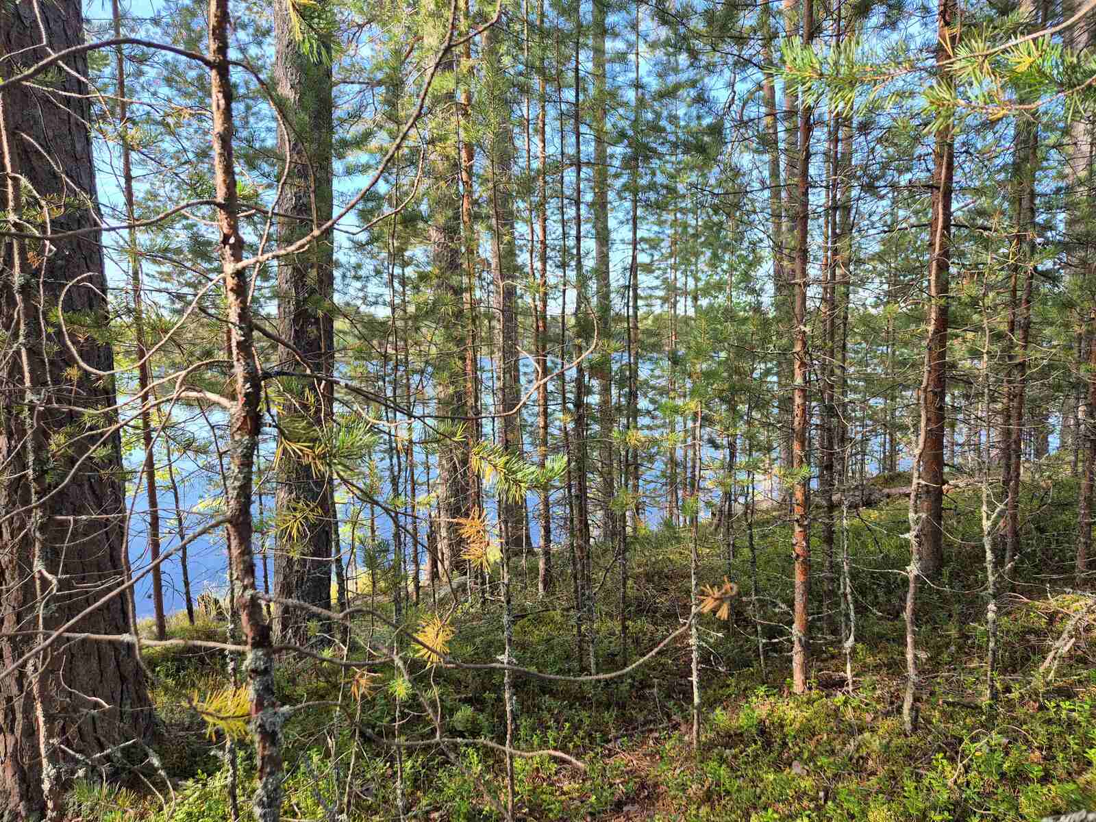 Pieniä männyntaimia rannalla, joukossa pari varttuneempaa mäntyä, taustalla pilkistää järvi.