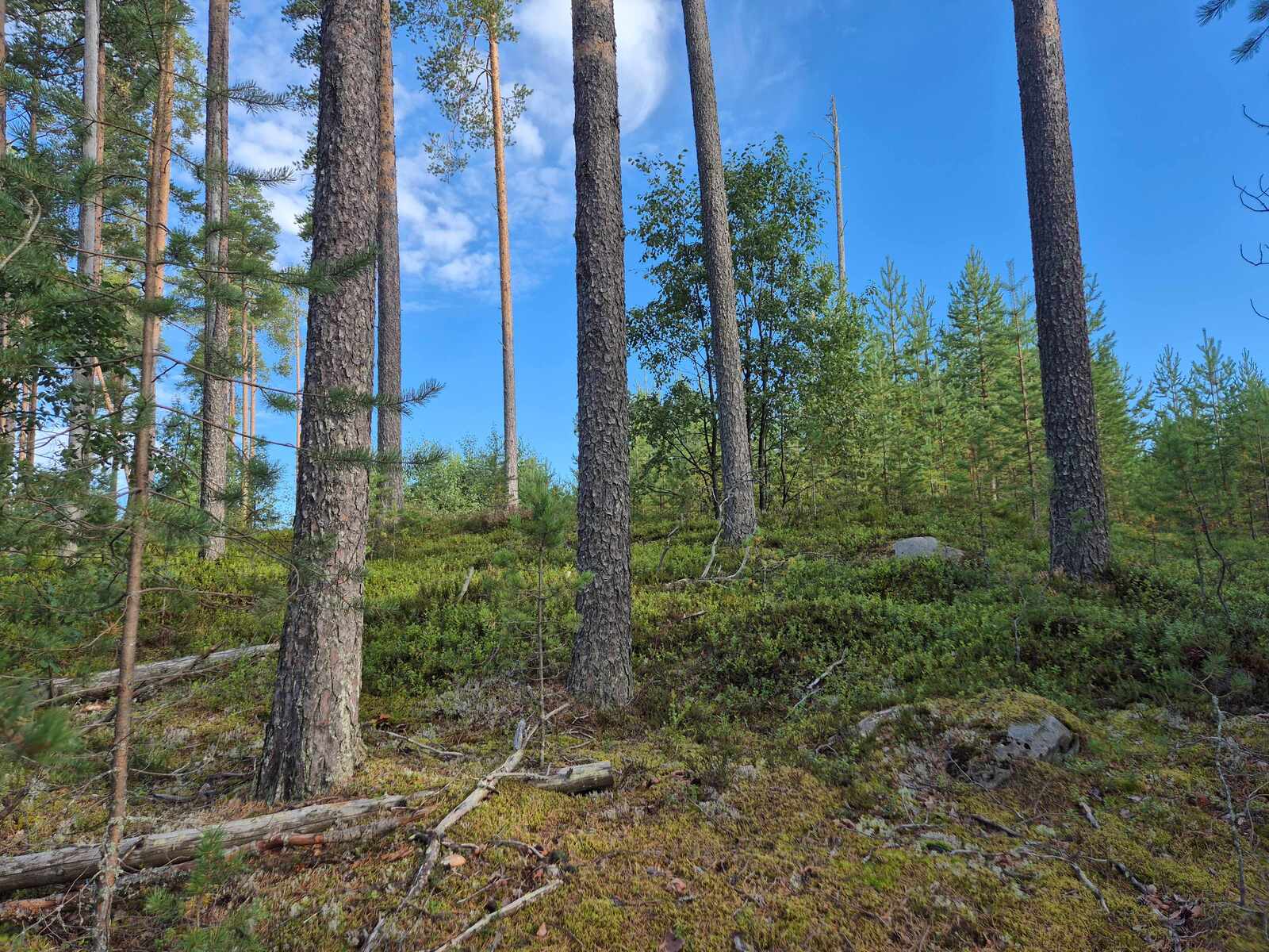 Jyrkkäpiirteisessä maastossa kasvaa varttuneita mäntyjä ja maa on hieman kivikkoinen.
