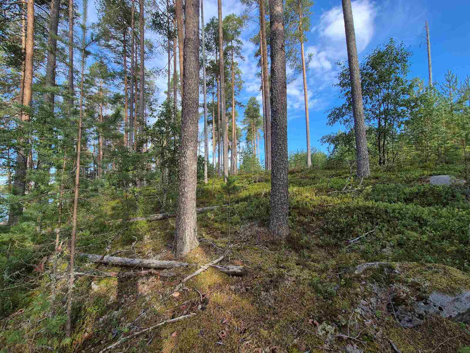 Jyrkkäpiirteisessä maastossa kasvaa varttuneita mäntyjä ja maa on hieman kivikkoinen.