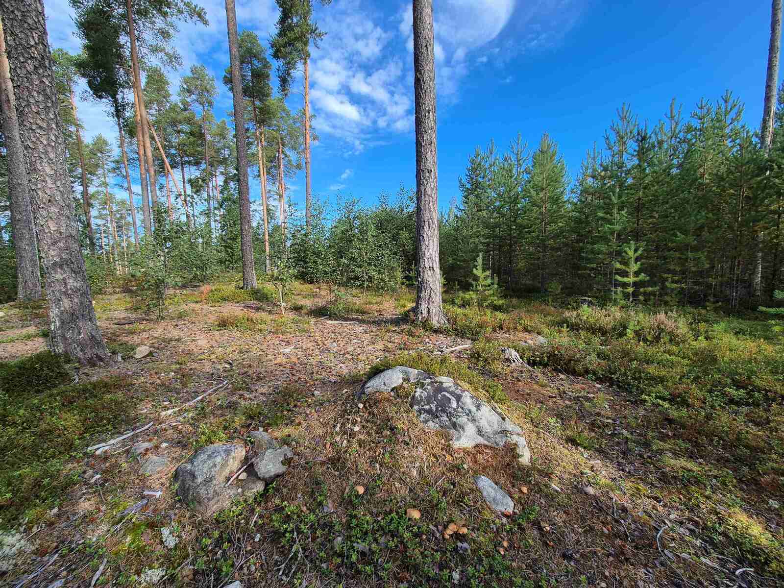 Jyrkkäpiirteisessä maastossa kasvaa varttuneita mäntyjä ja maa on hieman kivikkoinen.
