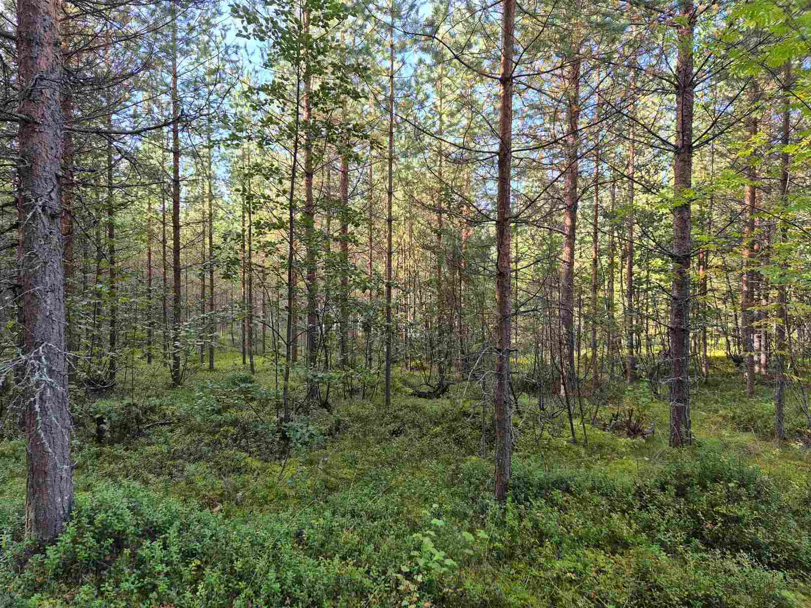 Tiheää nuorta mäntymetsää, maassa kasvaa puolukanvarpuja.