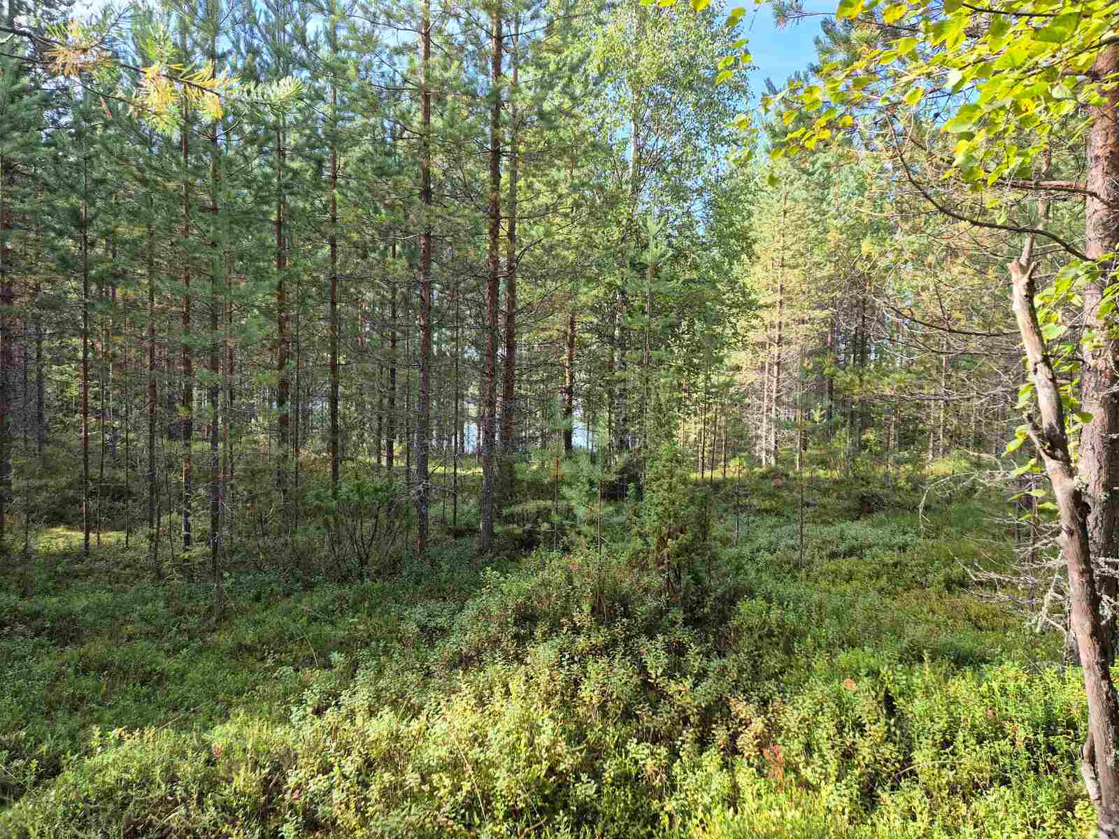 Tiheää nuorta mäntymetsää, maassa kasvaa puolukanvarpuja.