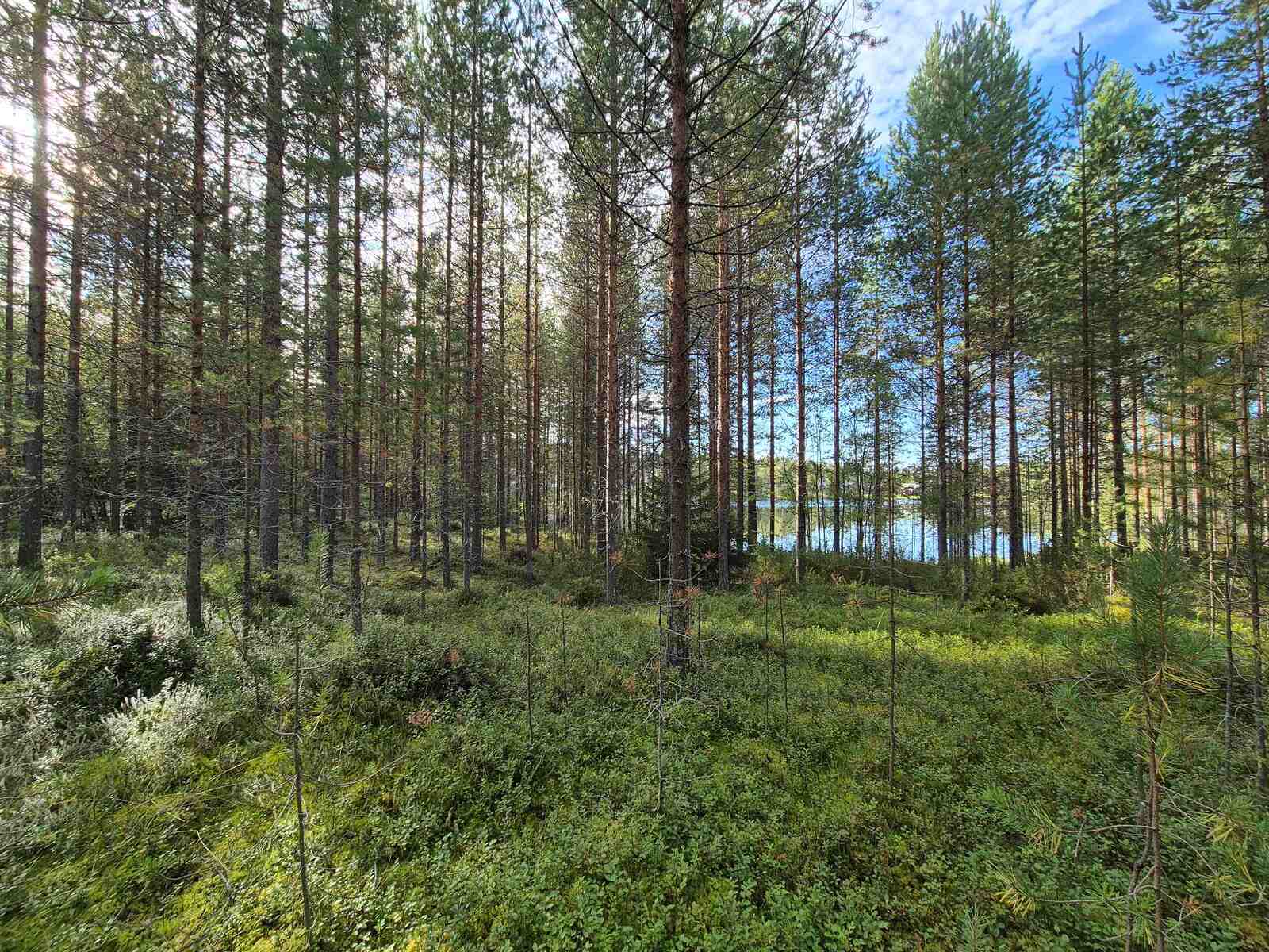 Rannan harvaa nuorta mäntymetsää, kauempana pilkottaa järvi puiden lomasta.